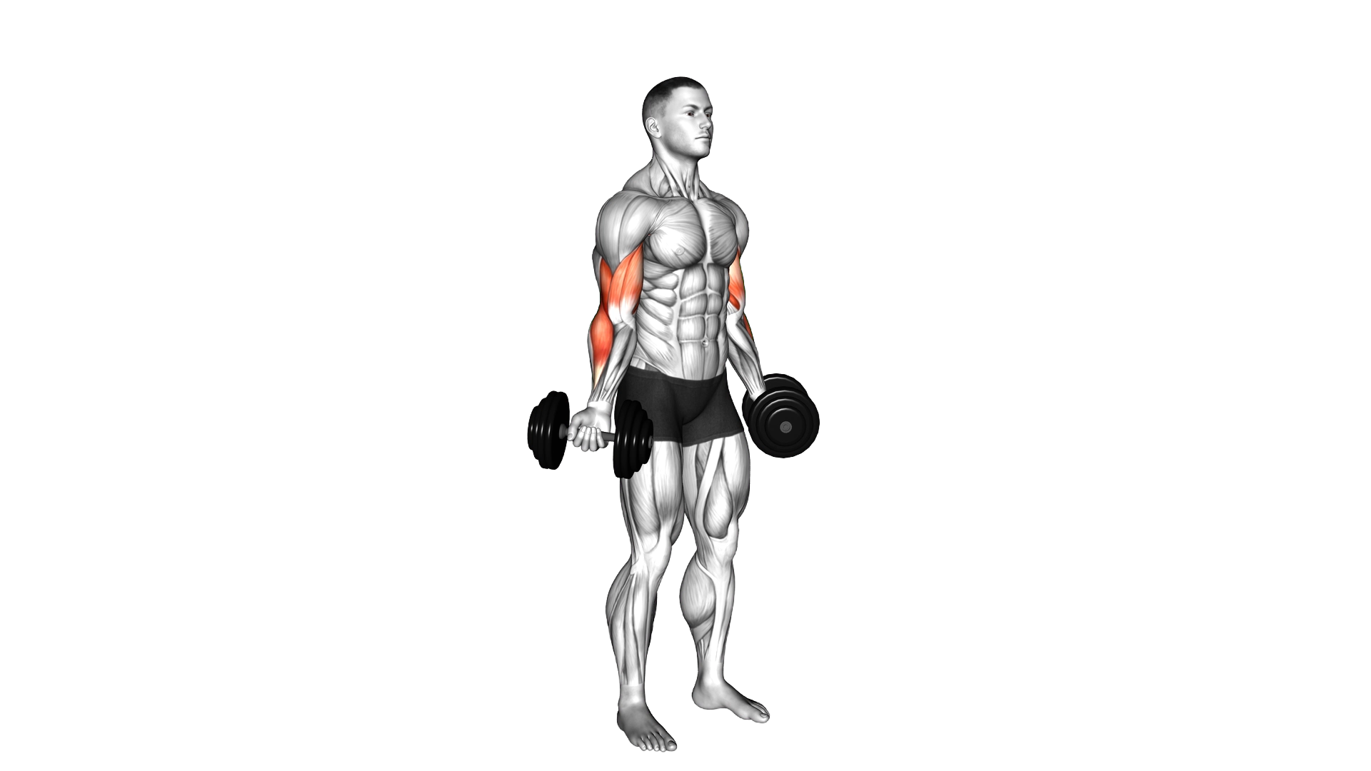 Dumbbell Standing Inner Biceps Curl exercise demonstration