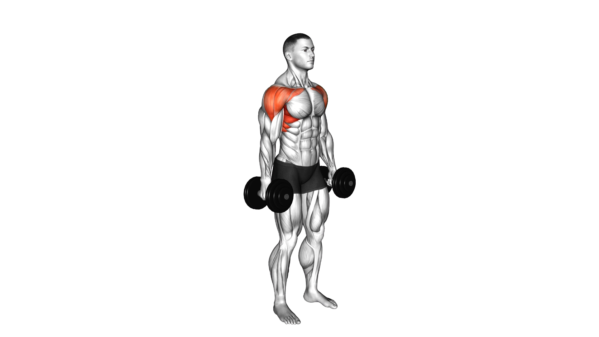 Dumbbell Standing Alternate Vertical Front Raises exercise demonstration