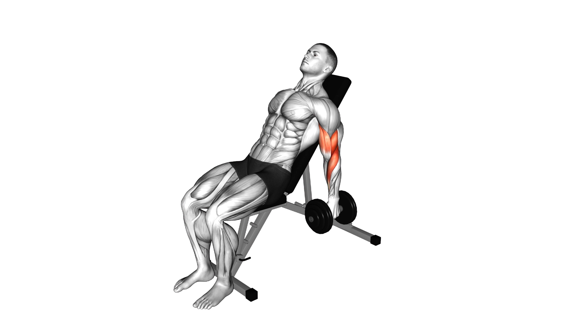 Dumbbell Incline Alternate Hammer Curl exercise demonstration