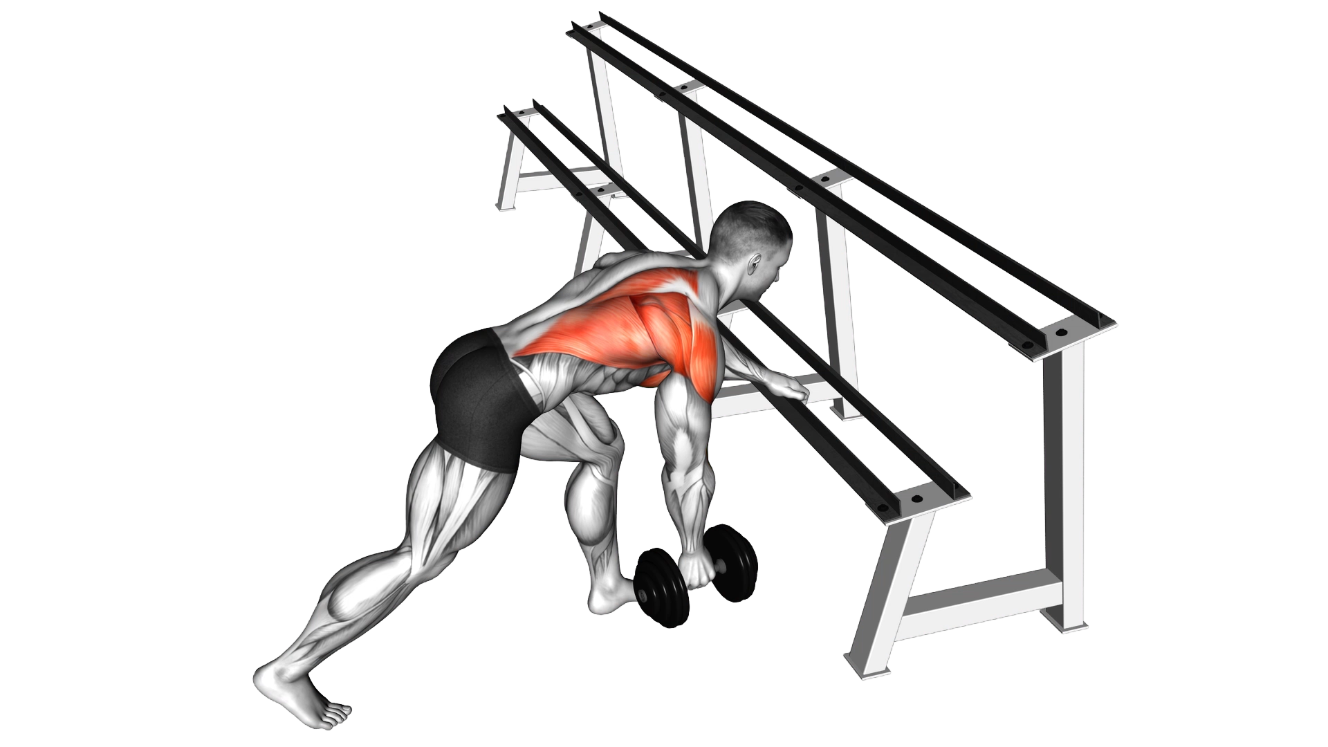 Dumbbell One Arm Row (rack support) exercise demonstration