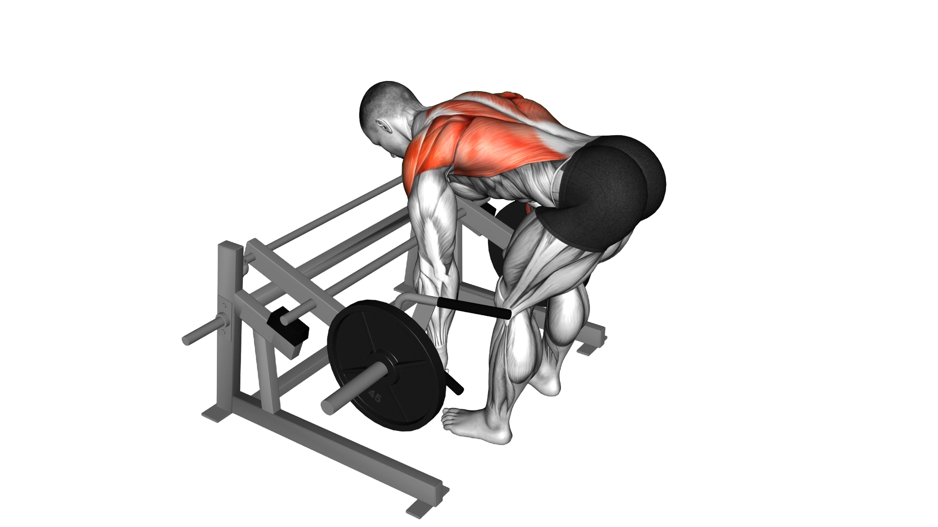 Lever Row (plate loaded) exercise demonstration
