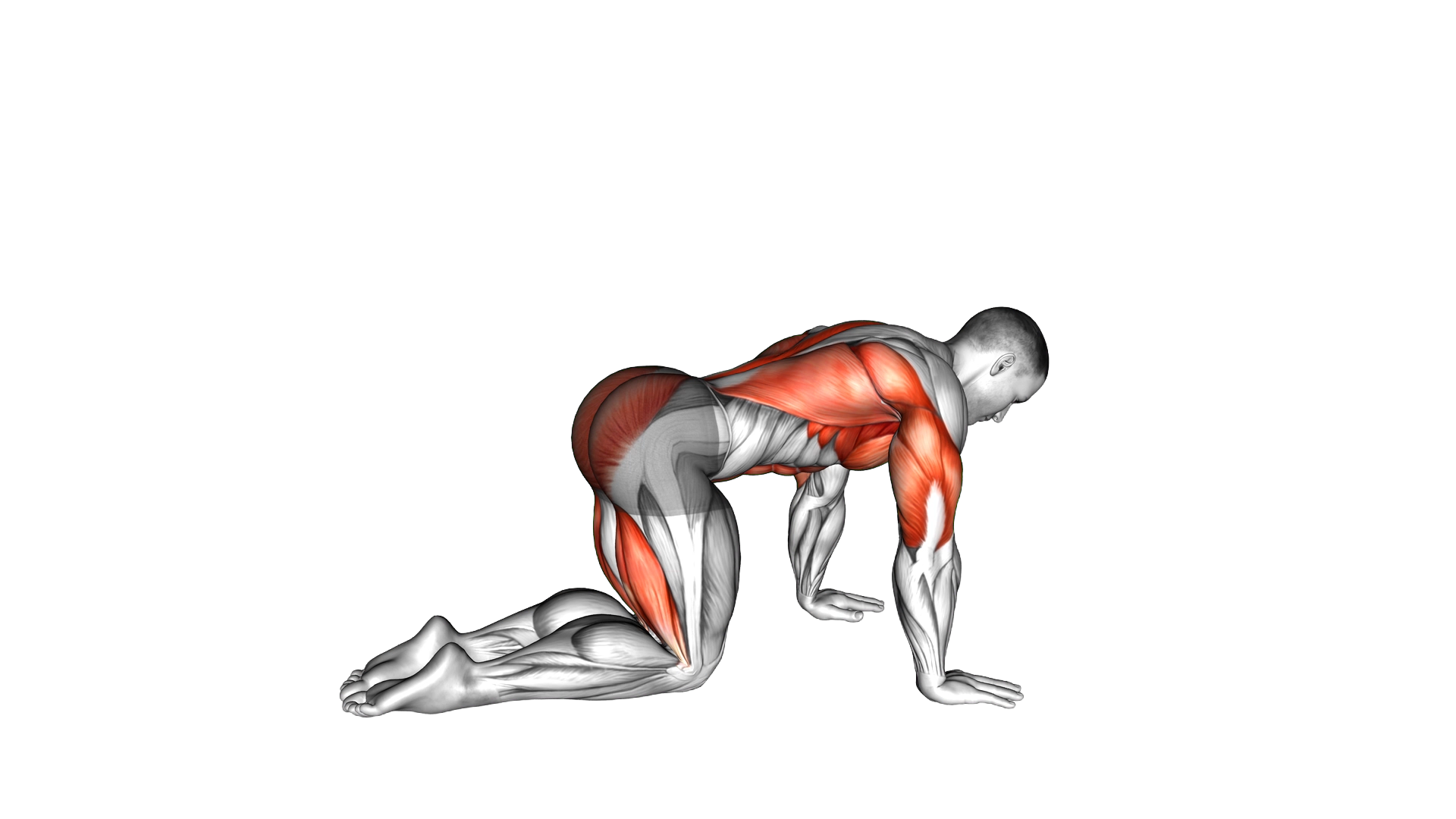 Bird Dog male exercise demonstration