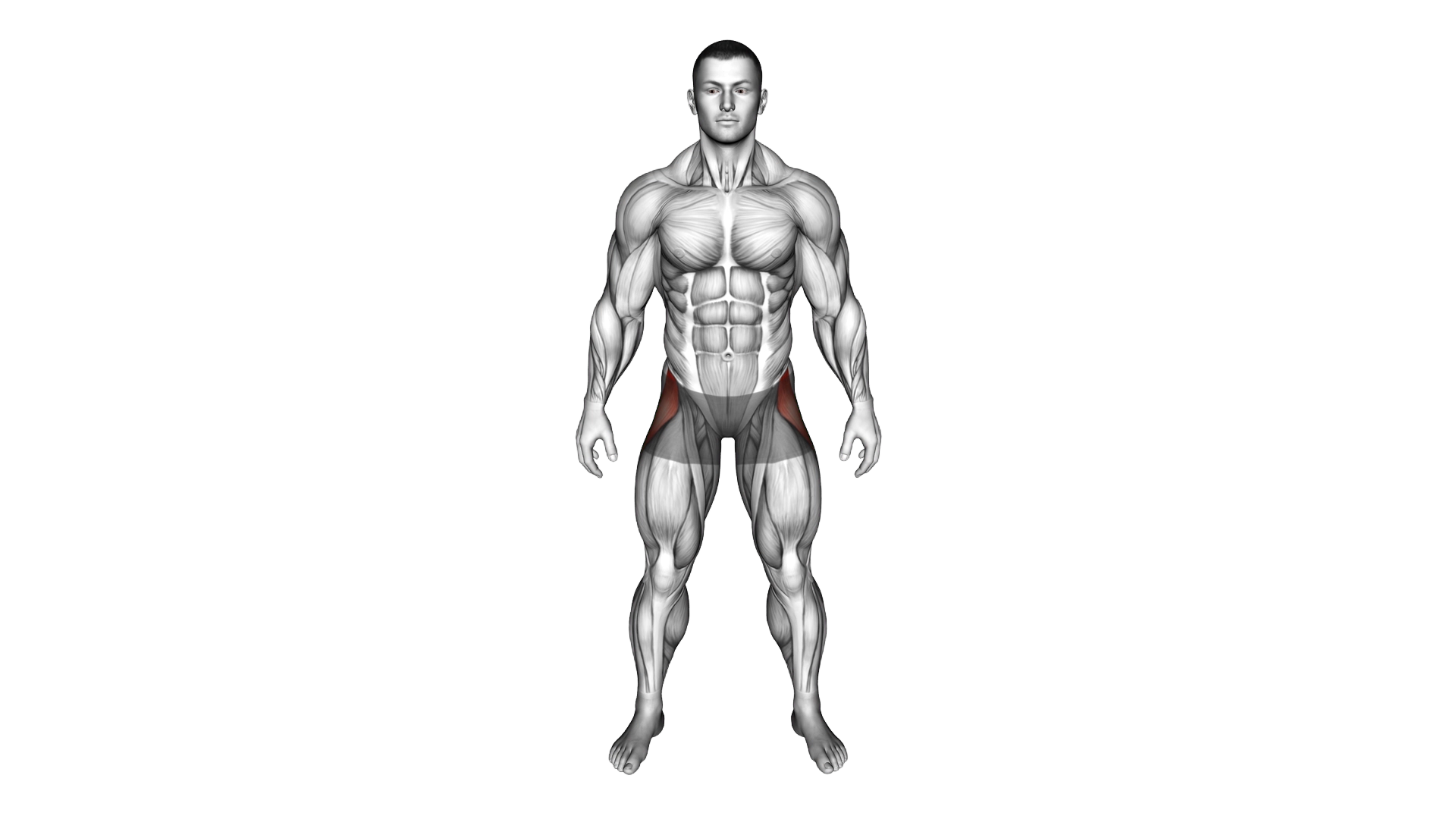Major Muscles Groups WHITE exercise demonstration