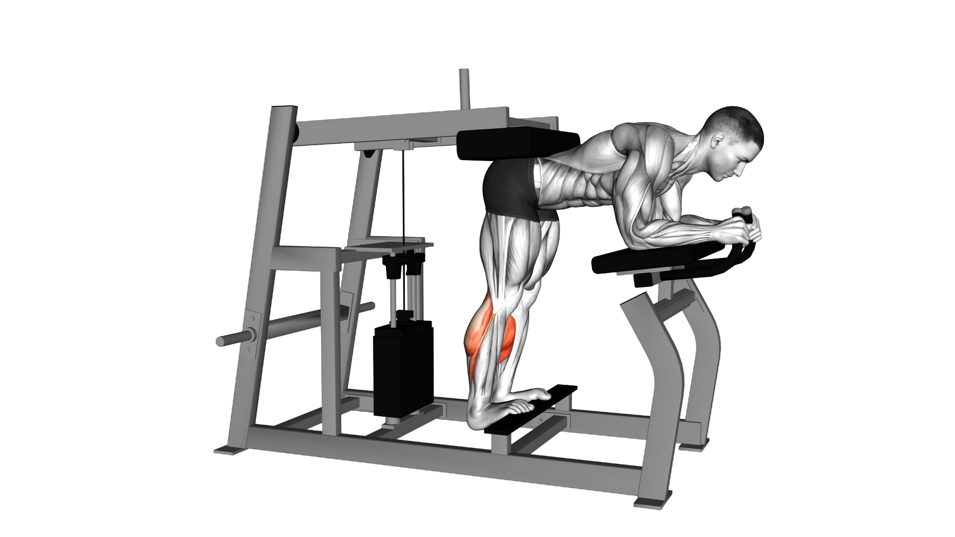 Lever Donkey Calf Raise exercise demonstration