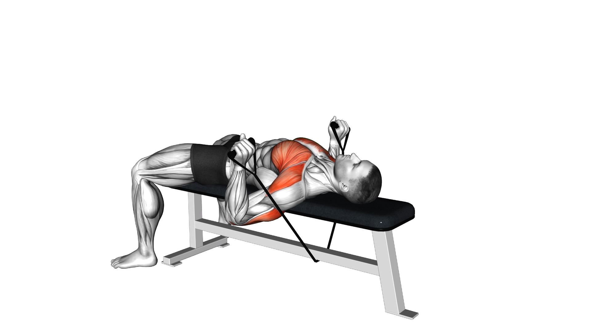Band Bench Press exercise demonstration