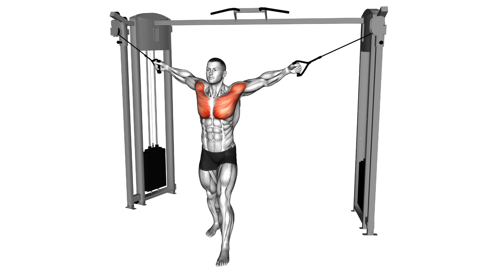 Cable Standing Up Straight Crossovers exercise demonstration