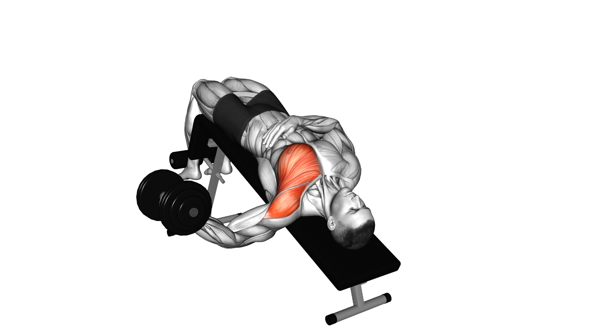 Dumbbell Decline One Arm Fly exercise demonstration