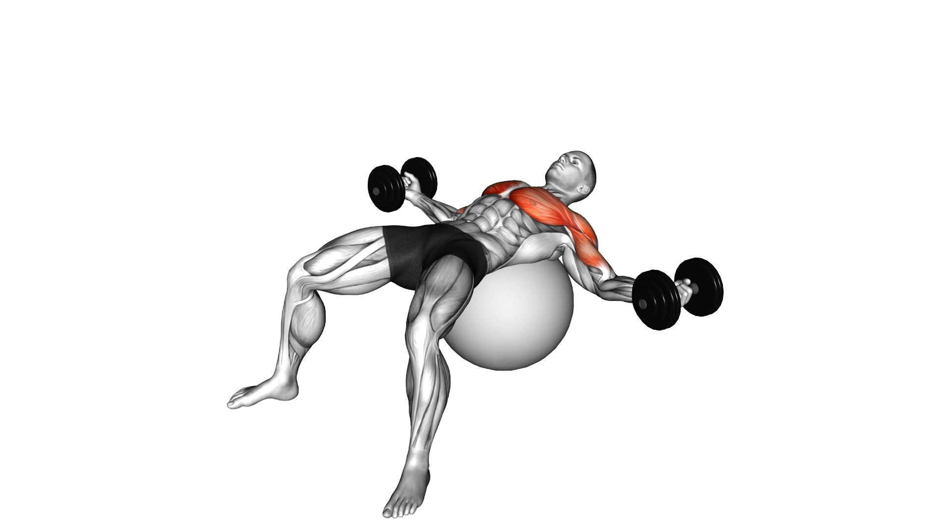 Dumbbell Fly on Exercise Ball exercise demonstration