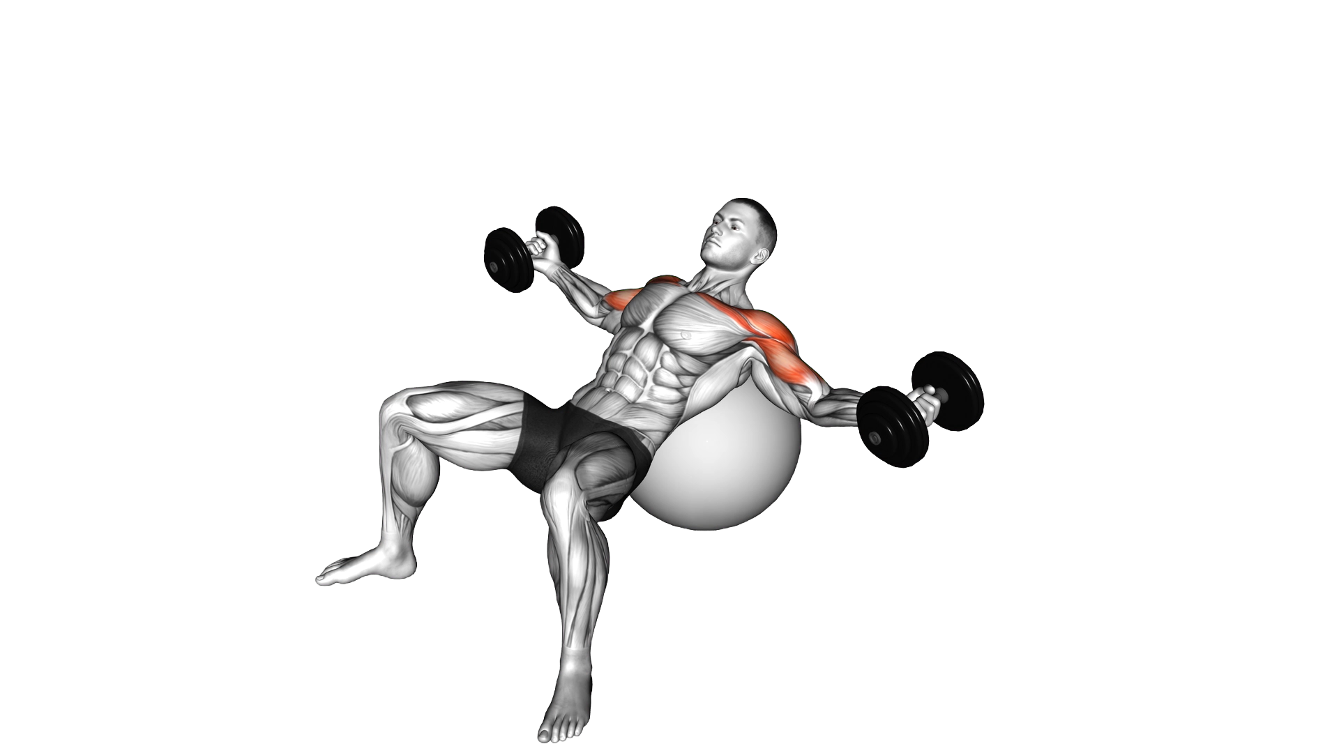Dumbbell Incline Fly on Exercise Ball exercise demonstration