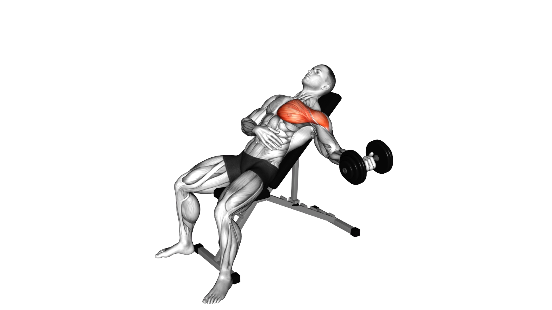 Dumbbell Incline One Arm Fly exercise demonstration