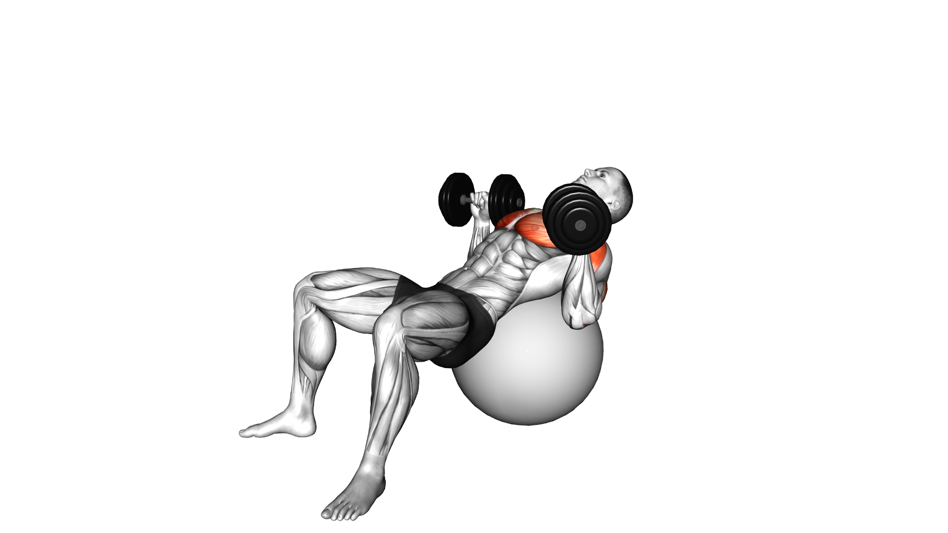 Dumbbell Incline Press on Exercise Ball exercise demonstration
