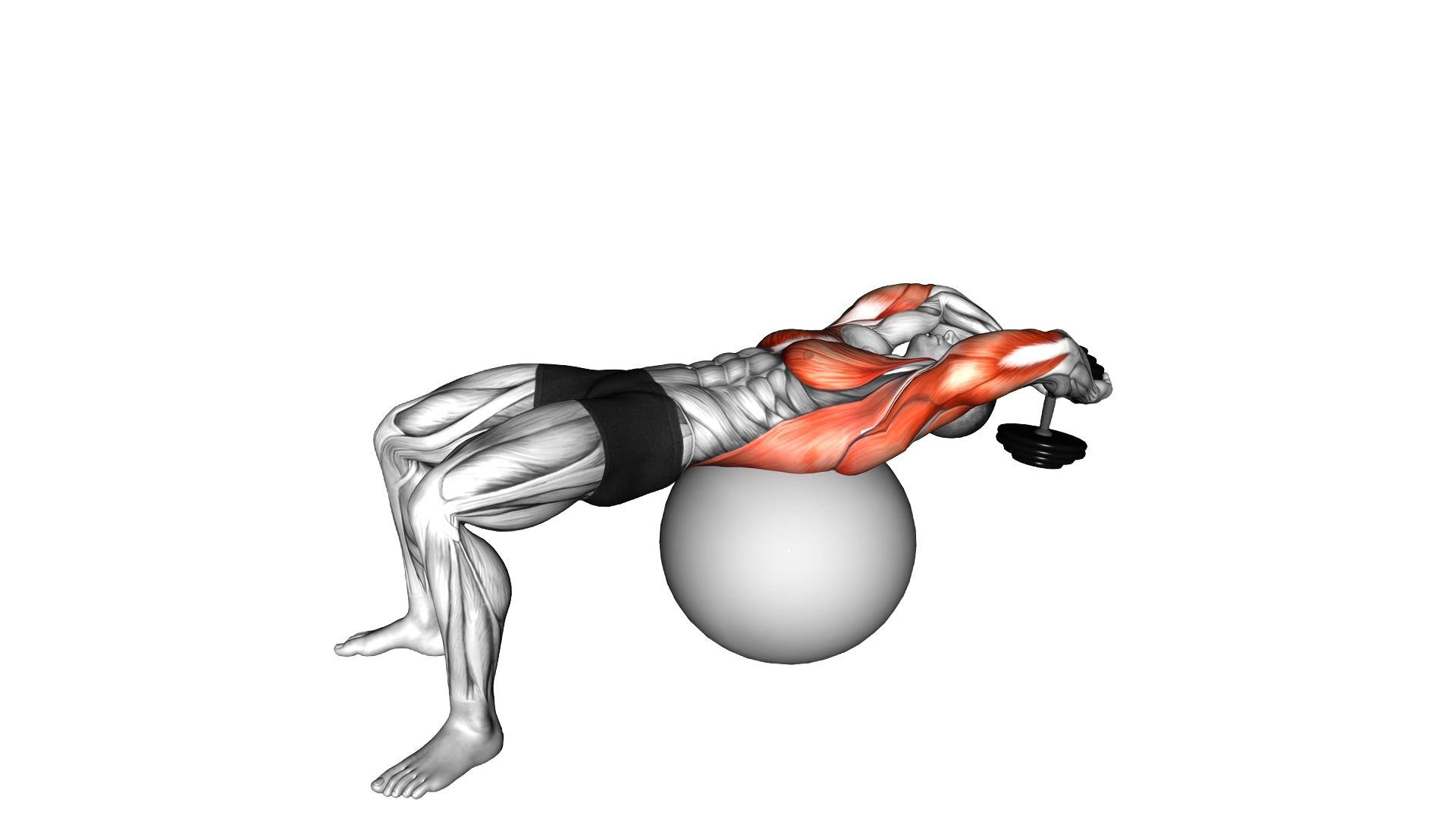 Dumbbell Lying Pullover on Exercise Ball exercise demonstration