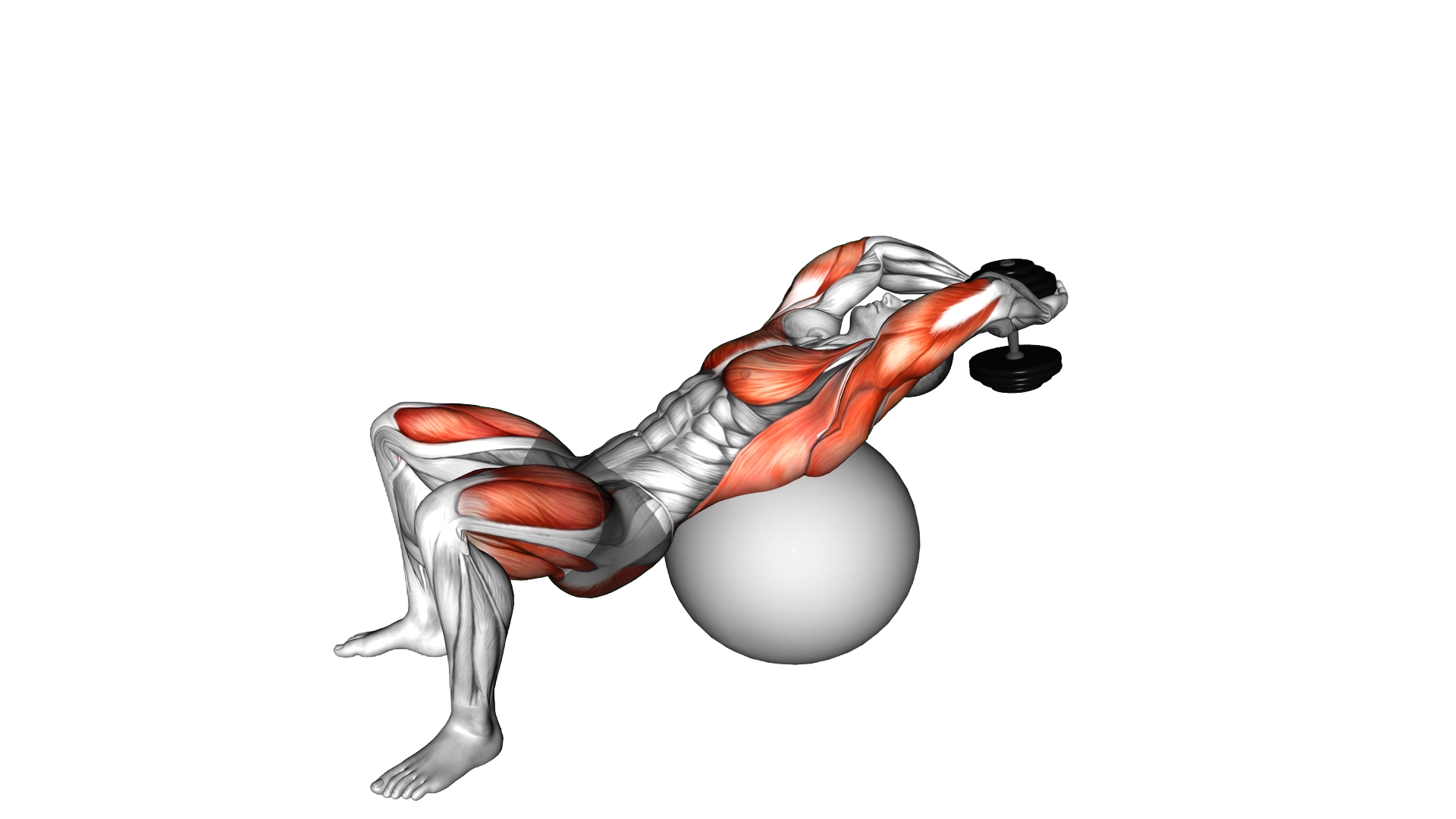 Dumbbell Pullover Hip Extension on Exercise Ball exercise demonstration