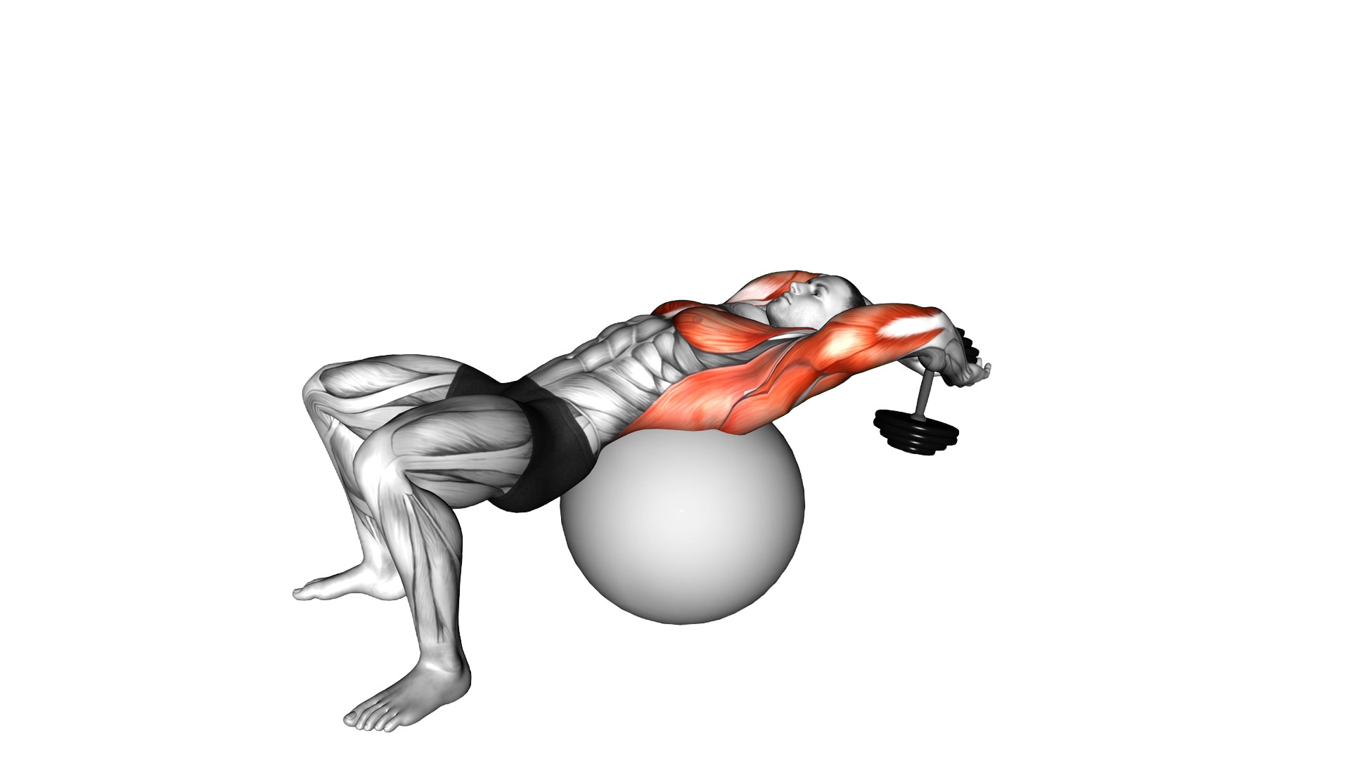 Dumbbell Pullover on Exercise Ball exercise demonstration