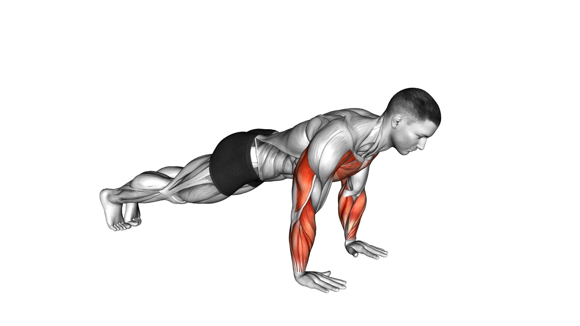 Plyo Push Up exercise demonstration