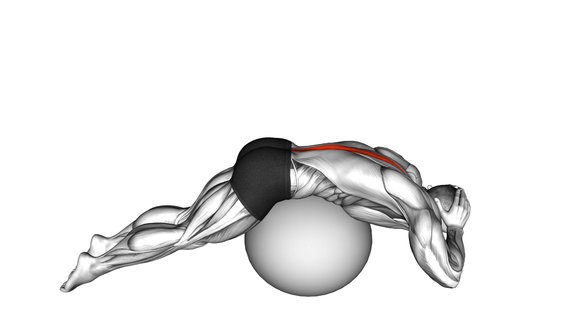 Back Extension on Exercise Ball exercise demonstration