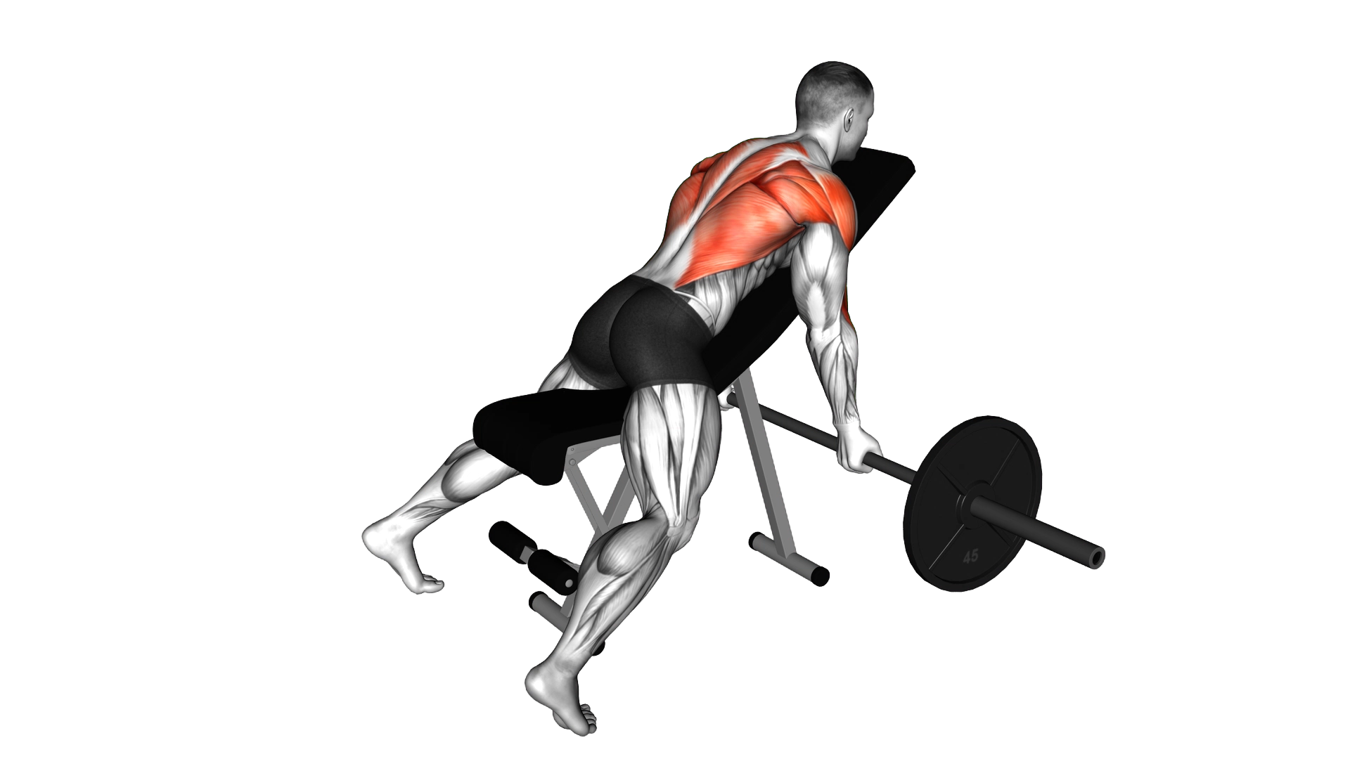 Barbell Reverse Grip Incline Bench Row exercise demonstration
