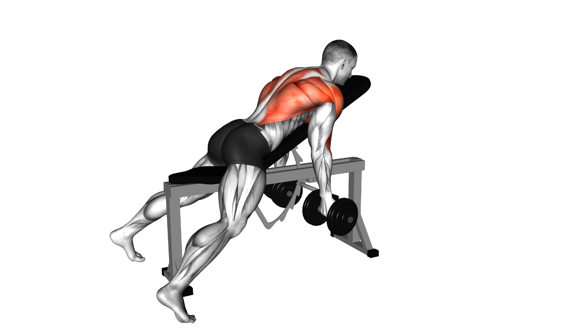 Dumbbell Lying Rear Delt Row exercise demonstration