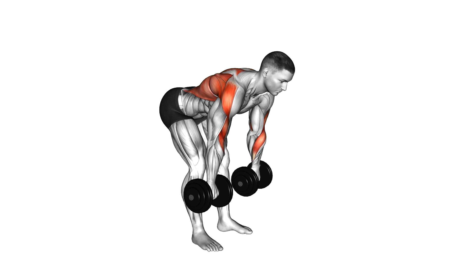 Dumbbell Palm Rotational Bent Over Row exercise demonstration
