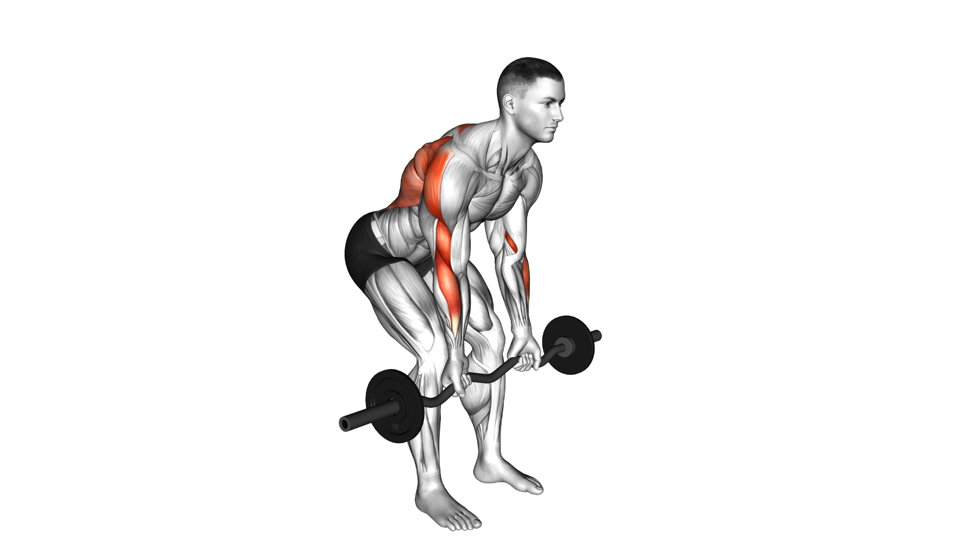 EZ Bar Reverse Grip Bent Over Row exercise demonstration