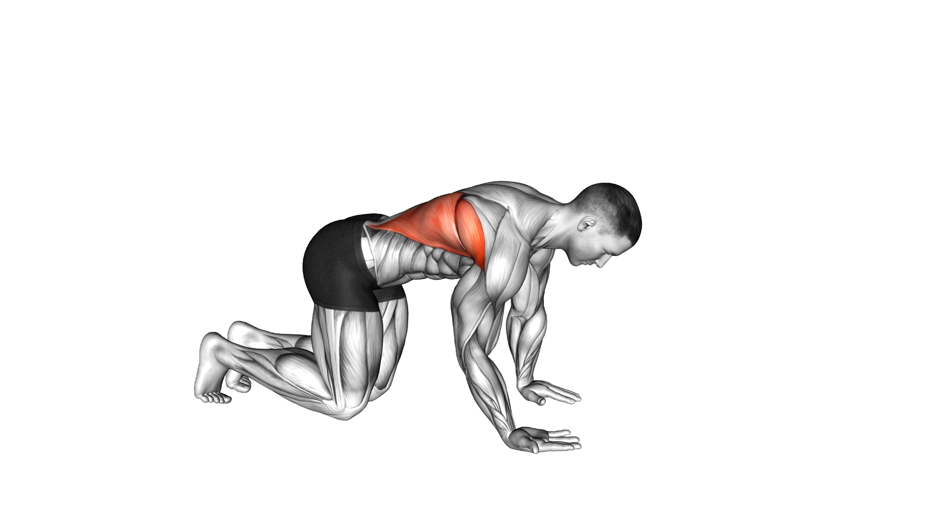 Kneeling Lat Stretch exercise demonstration