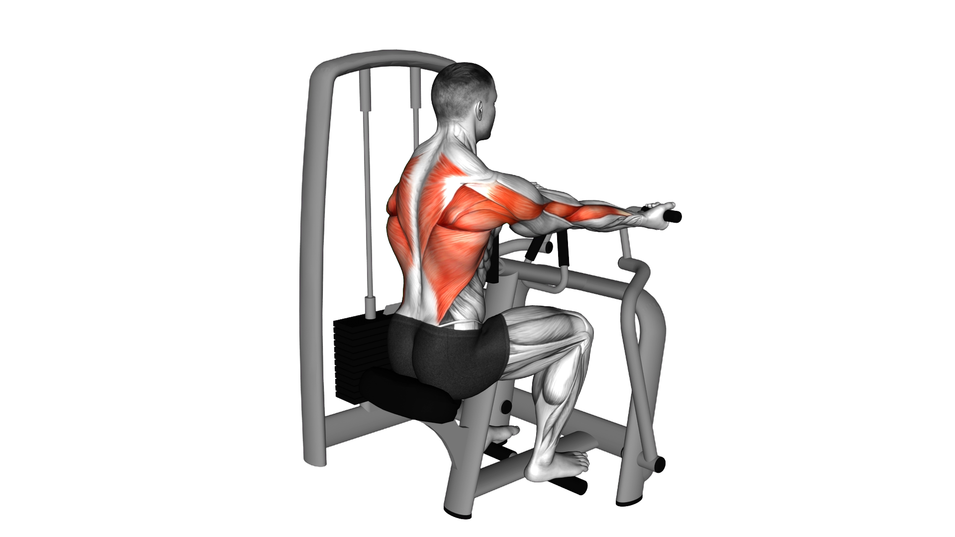 Lever Reverse Grip Vertical Row exercise demonstration