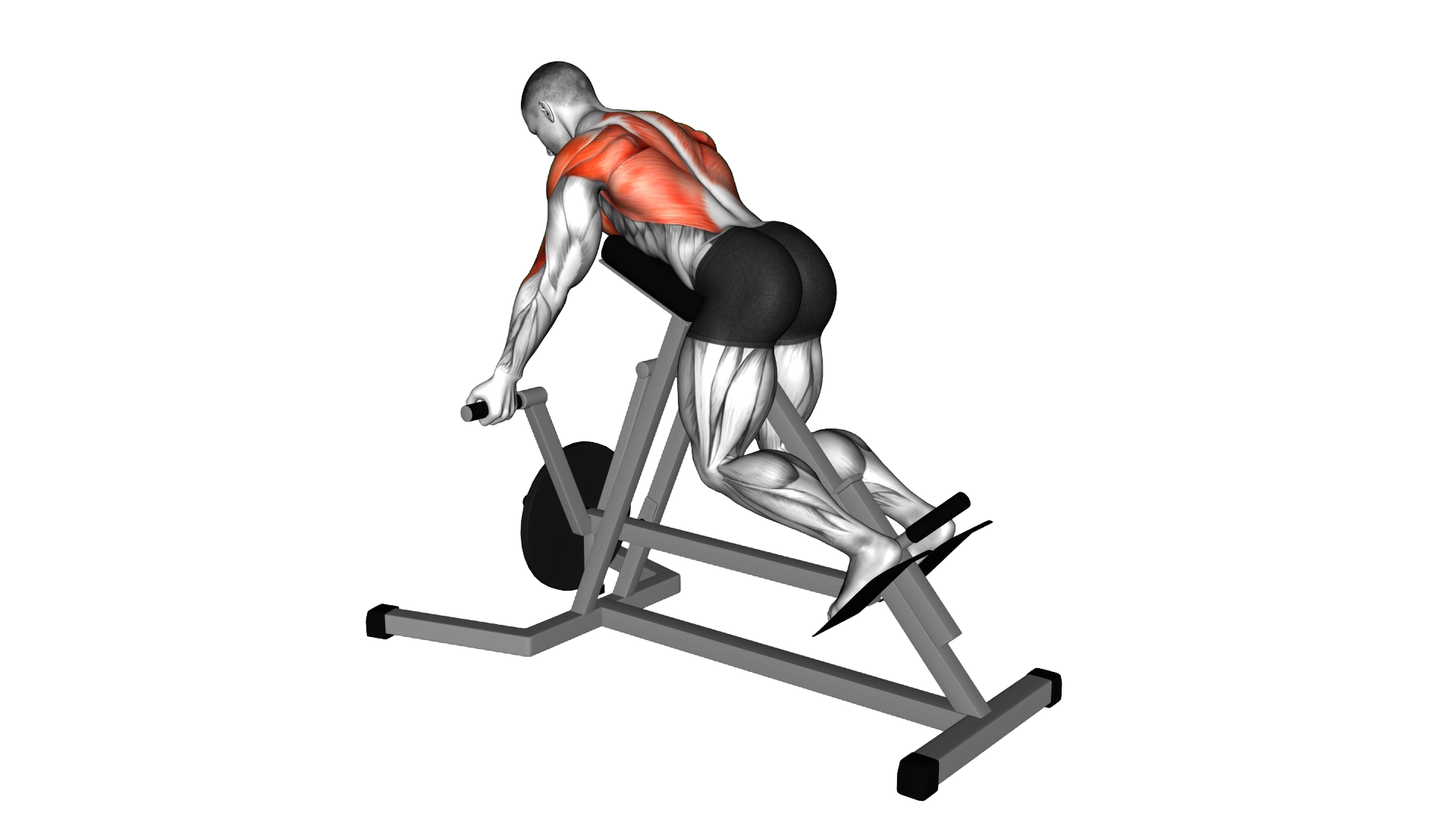 Lever Reverse T Bar Row exercise demonstration