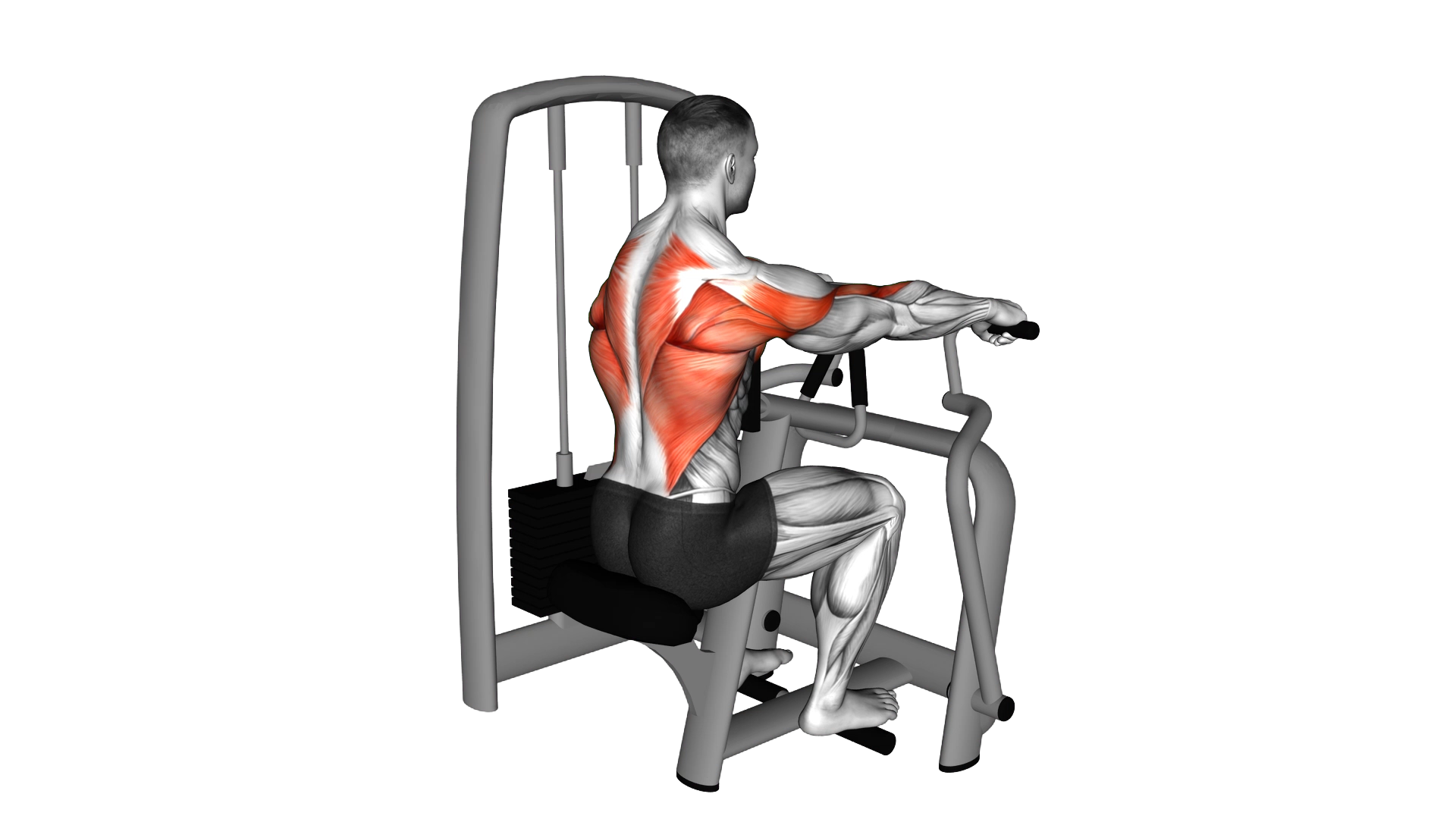 Lever Seated Row exercise demonstration
