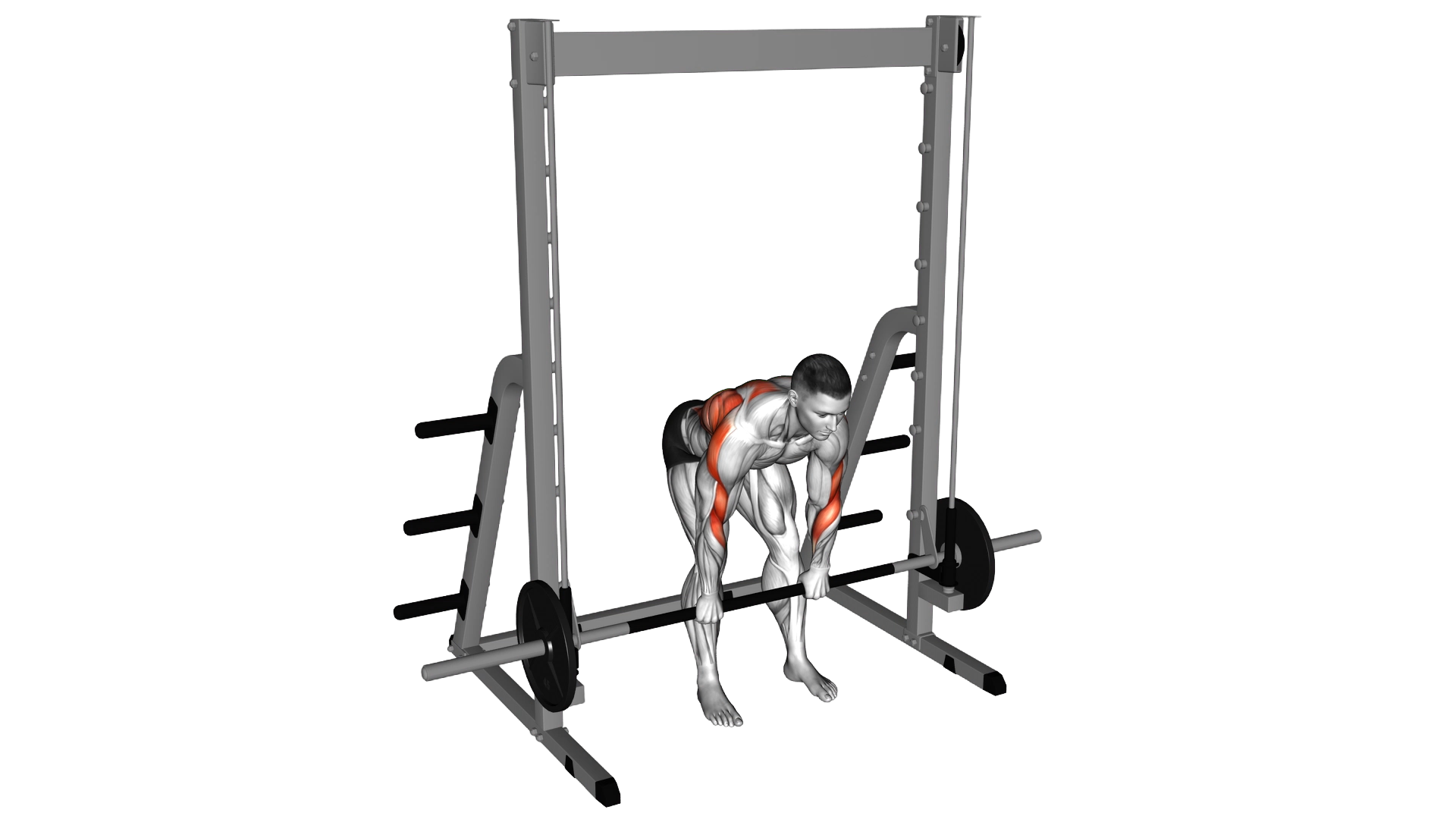 Smith Bent Over Pronated Grip Row exercise demonstration
