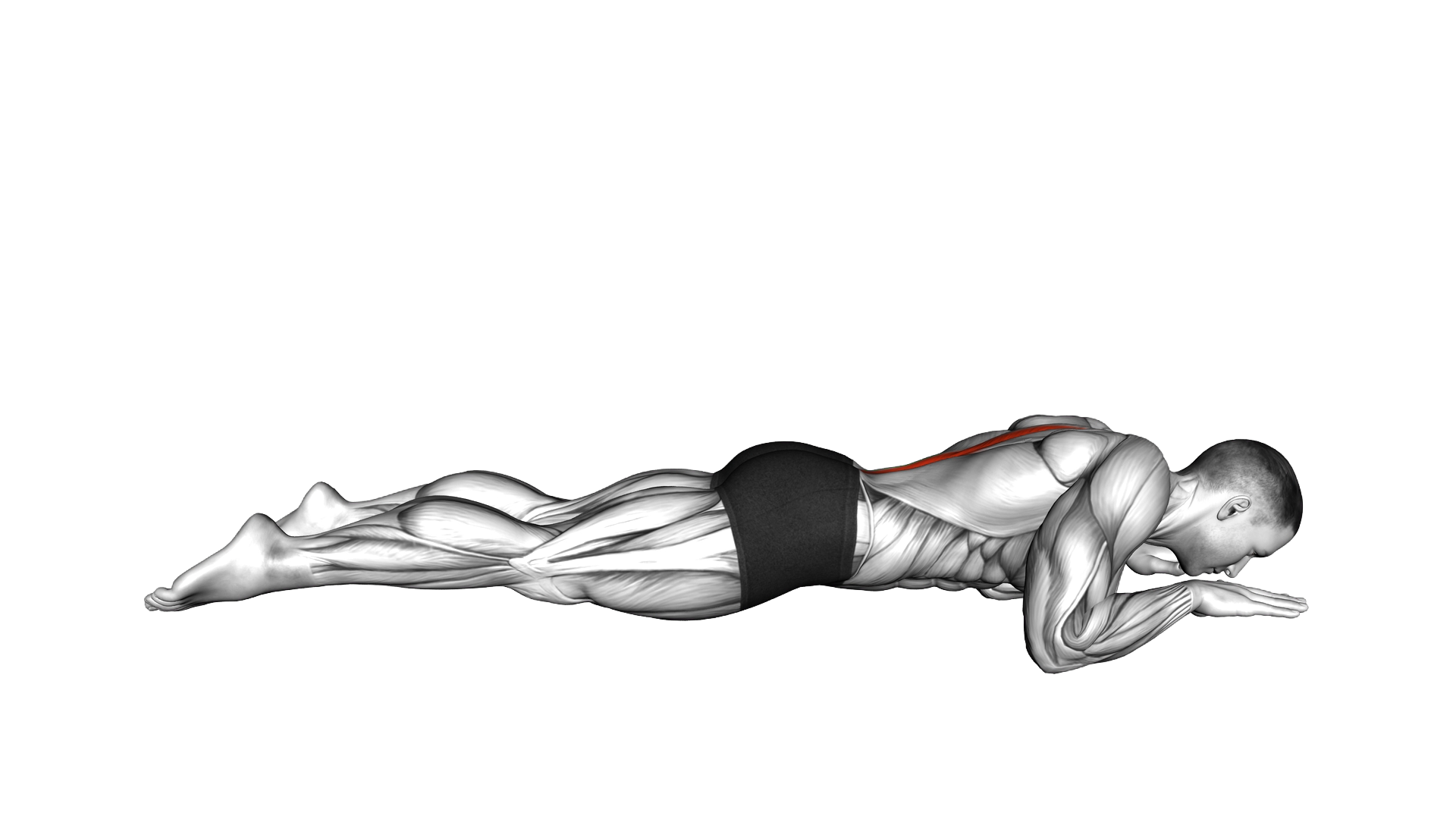 Sphinx exercise demonstration