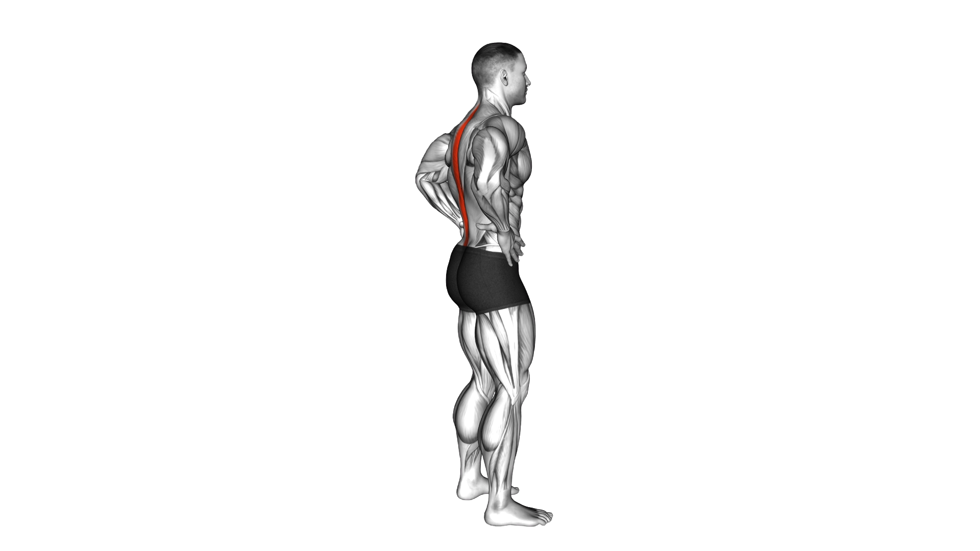 Standing Pelvic Tilt exercise demonstration