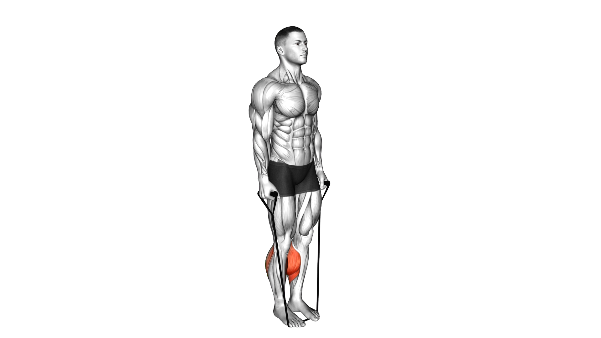 Band Two Legs Calf Raise (Band under both legs) exercise demonstration