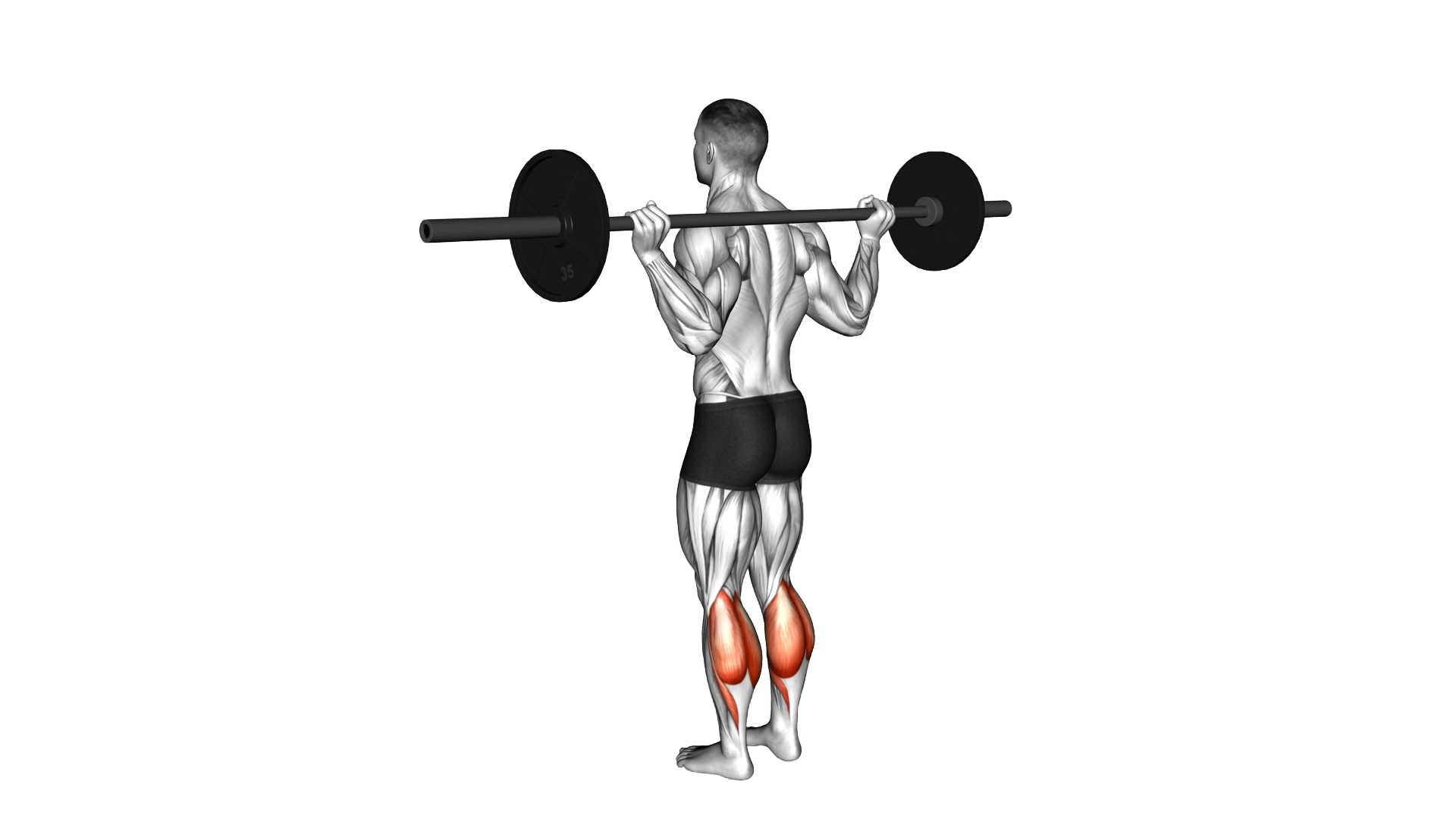 Barbell Floor Calf Raise exercise demonstration