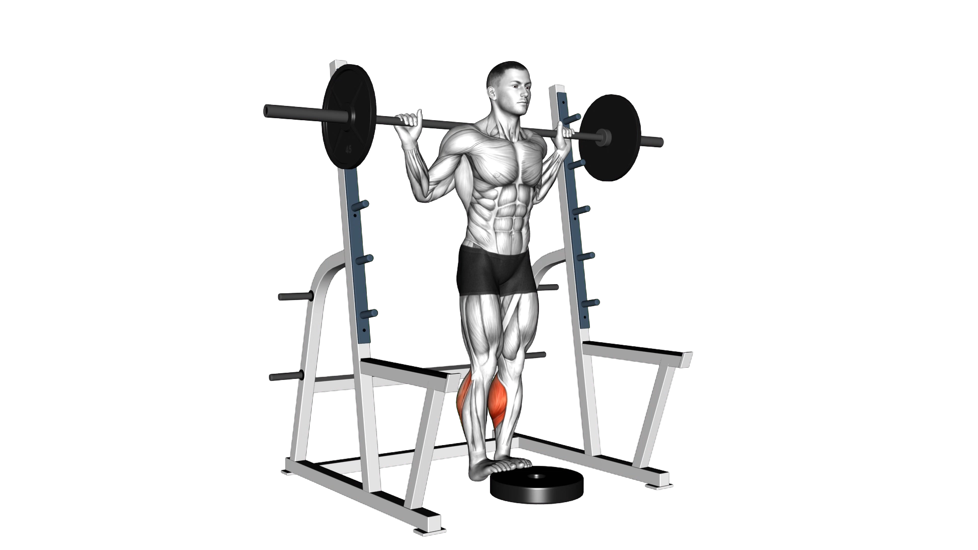 Barbell Standing Calf Raise exercise demonstration