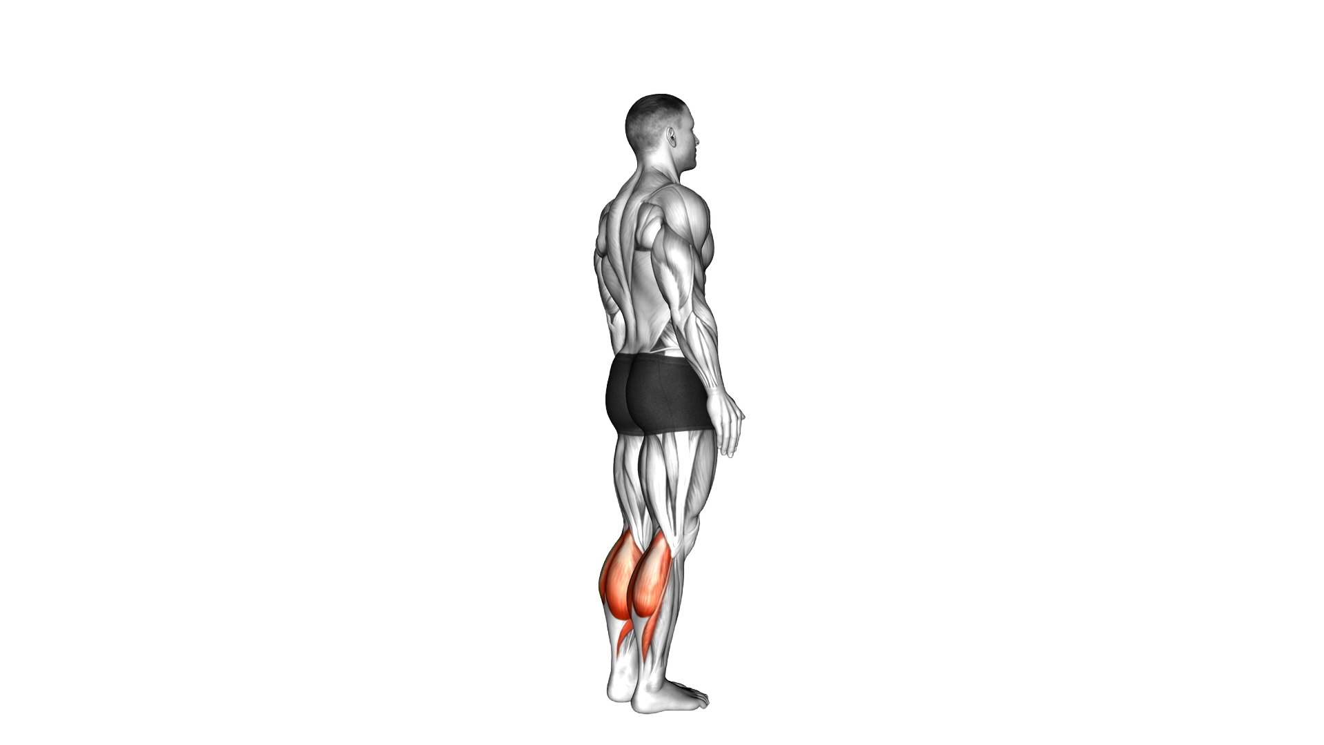 Bodyweight Standing Calf Raise exercise demonstration