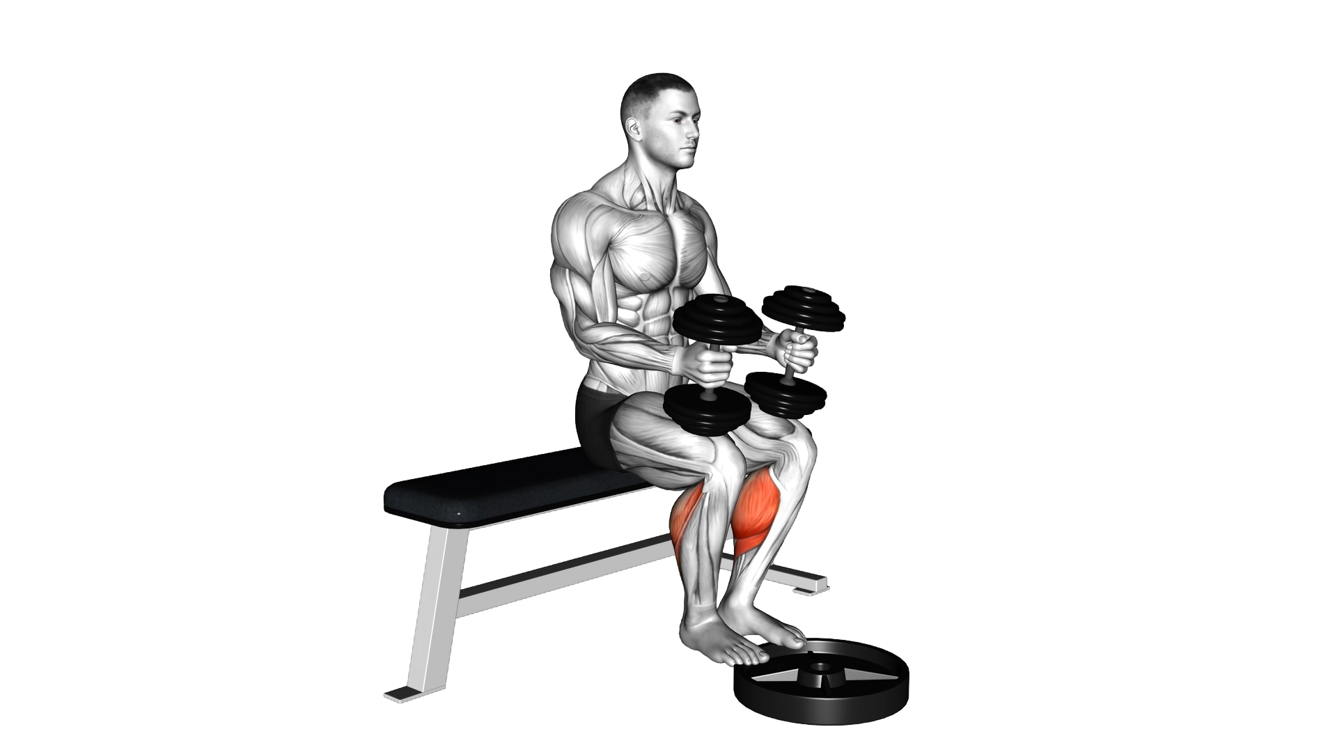 Dumbbell Seated Calf Raise exercise demonstration