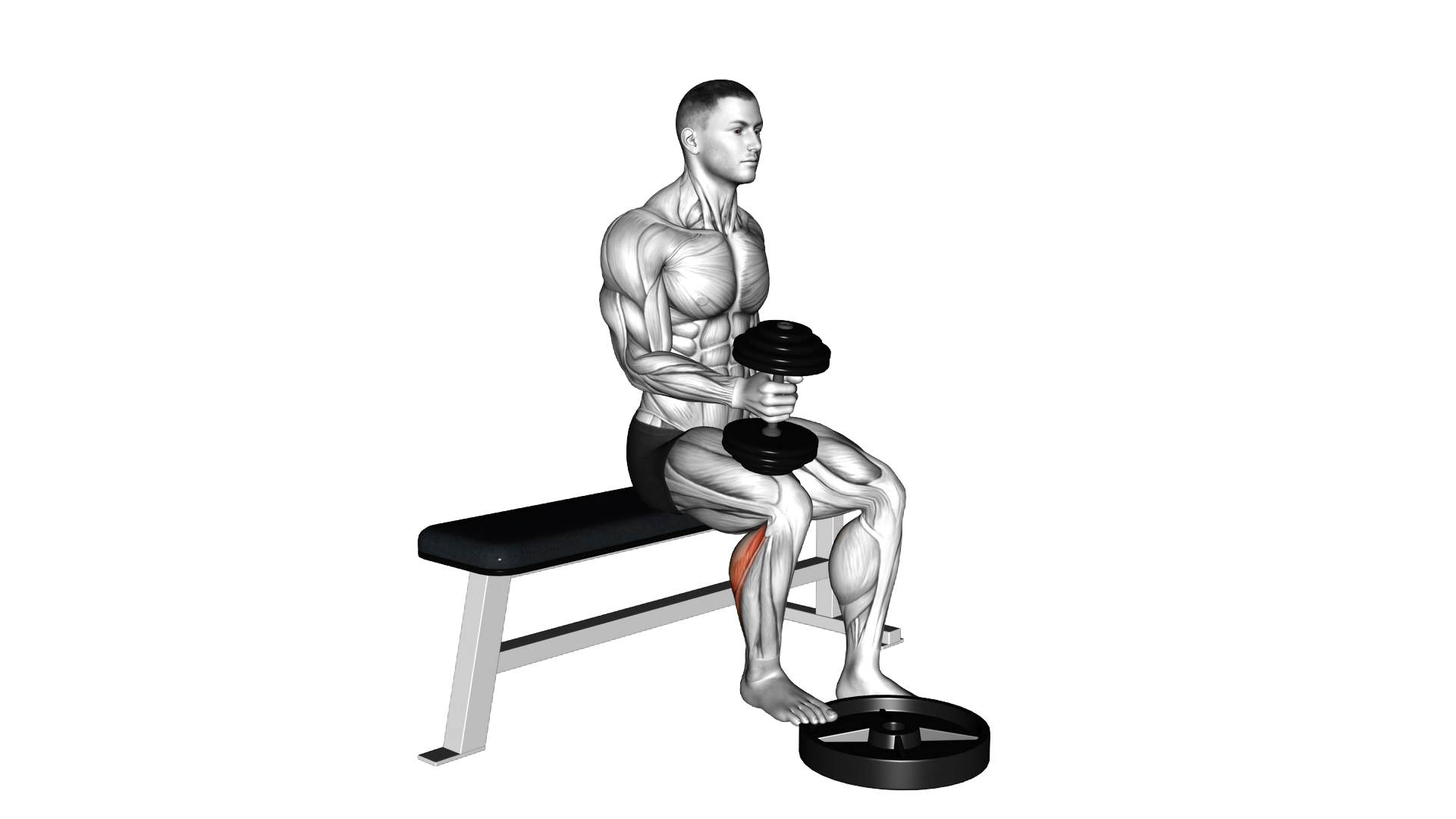 Dumbbell Seated One Leg Calf Raise Hammer Grip exercise demonstration