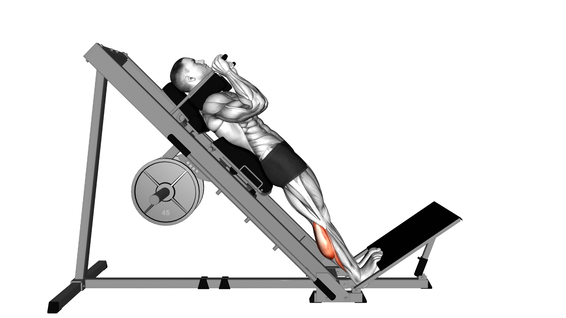 Hack Calf Raise exercise demonstration