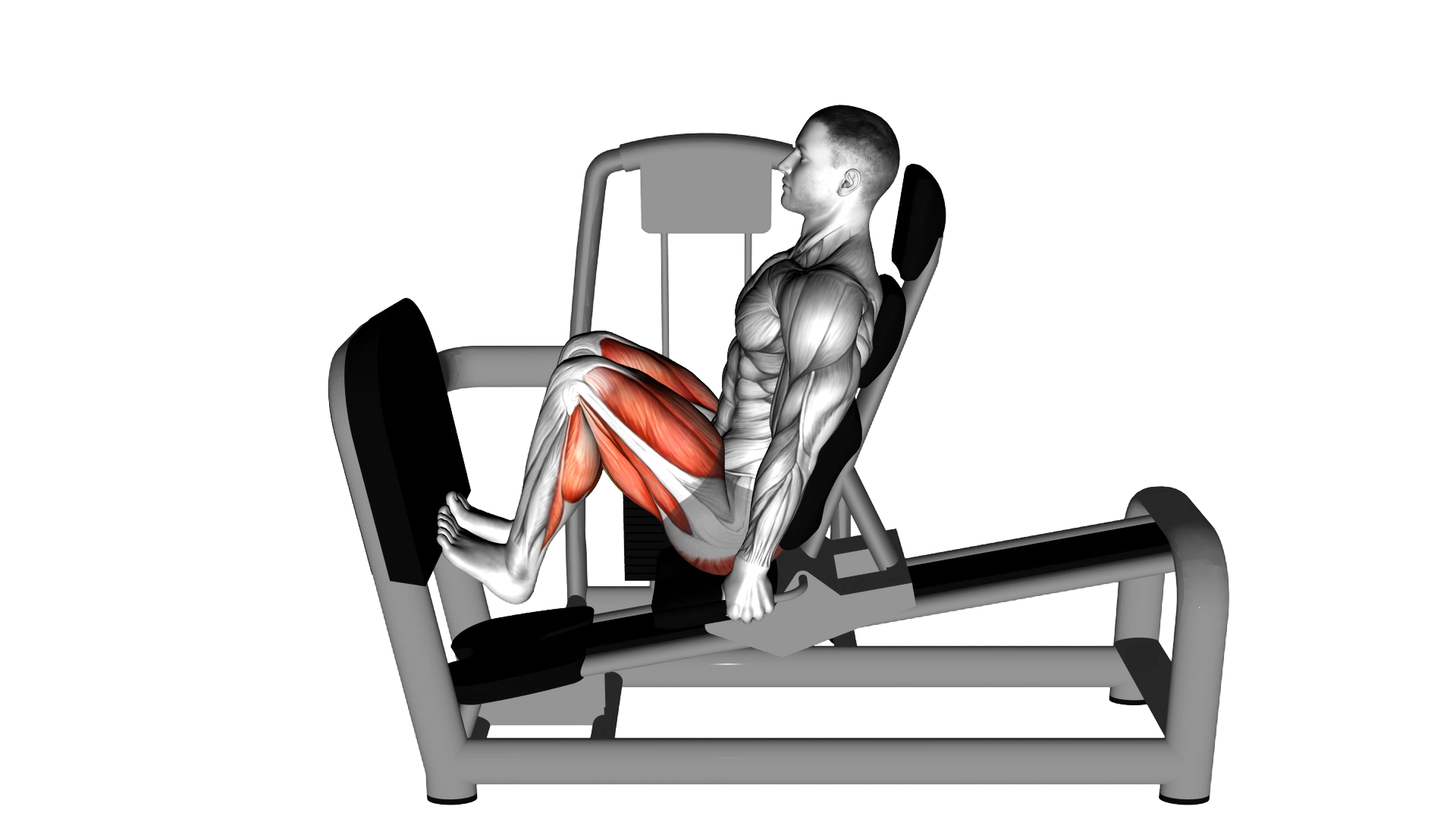 Lever Seated Squat Calf Raise on Leg Press Machine exercise demonstration