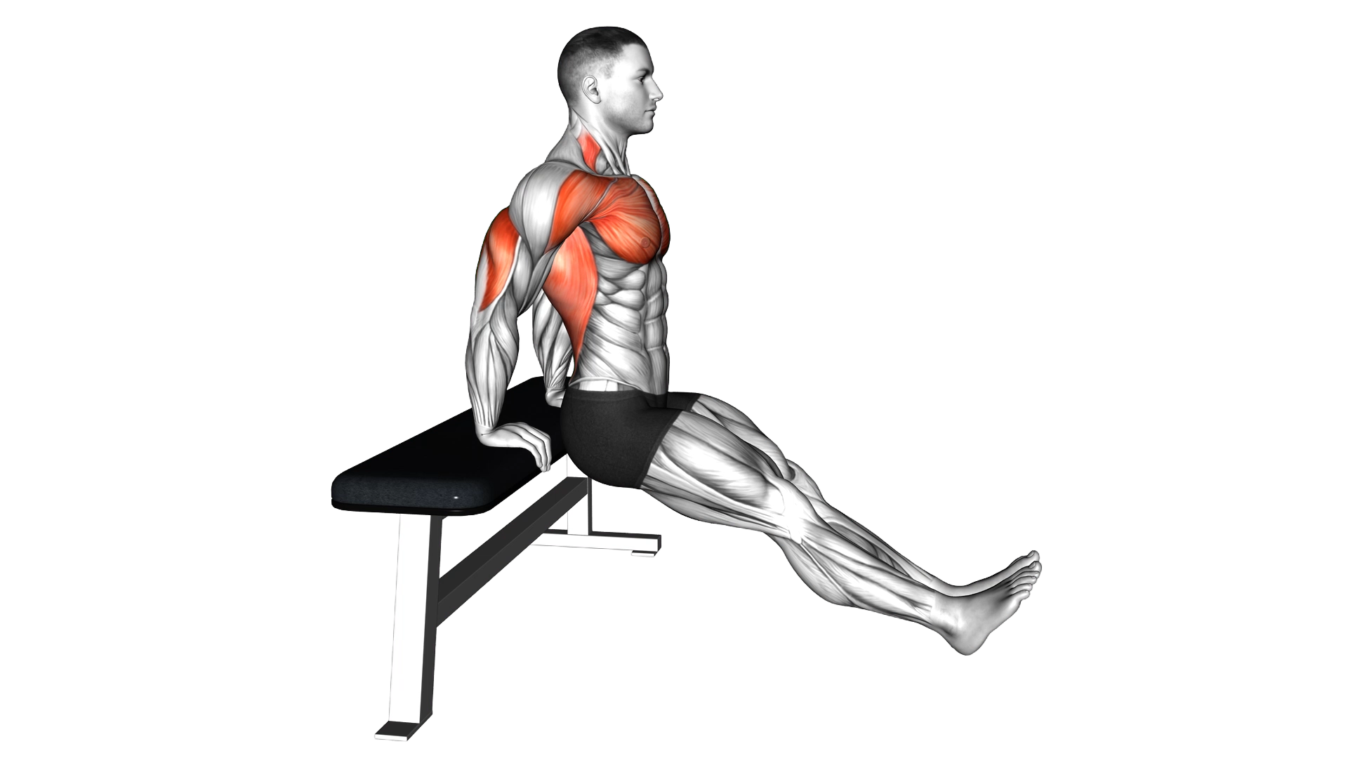 Bench Dip on Floor exercise demonstration