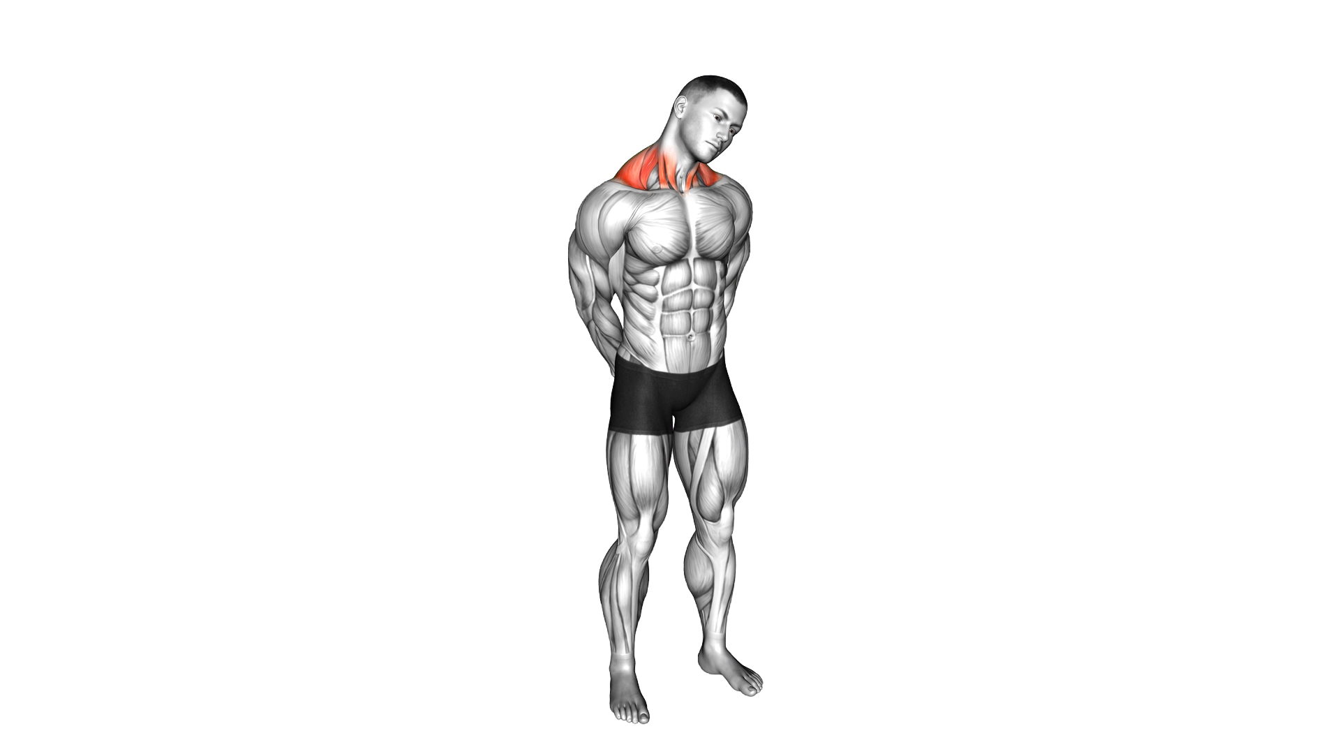 Neck Side Stretch exercise demonstration