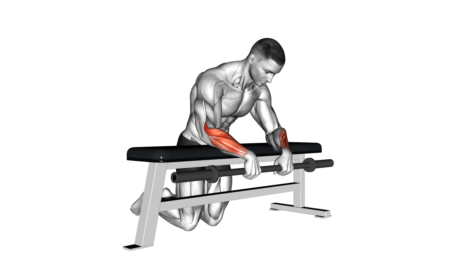Barbell Palms Down Wrist Curl Over A Bench exercise demonstration