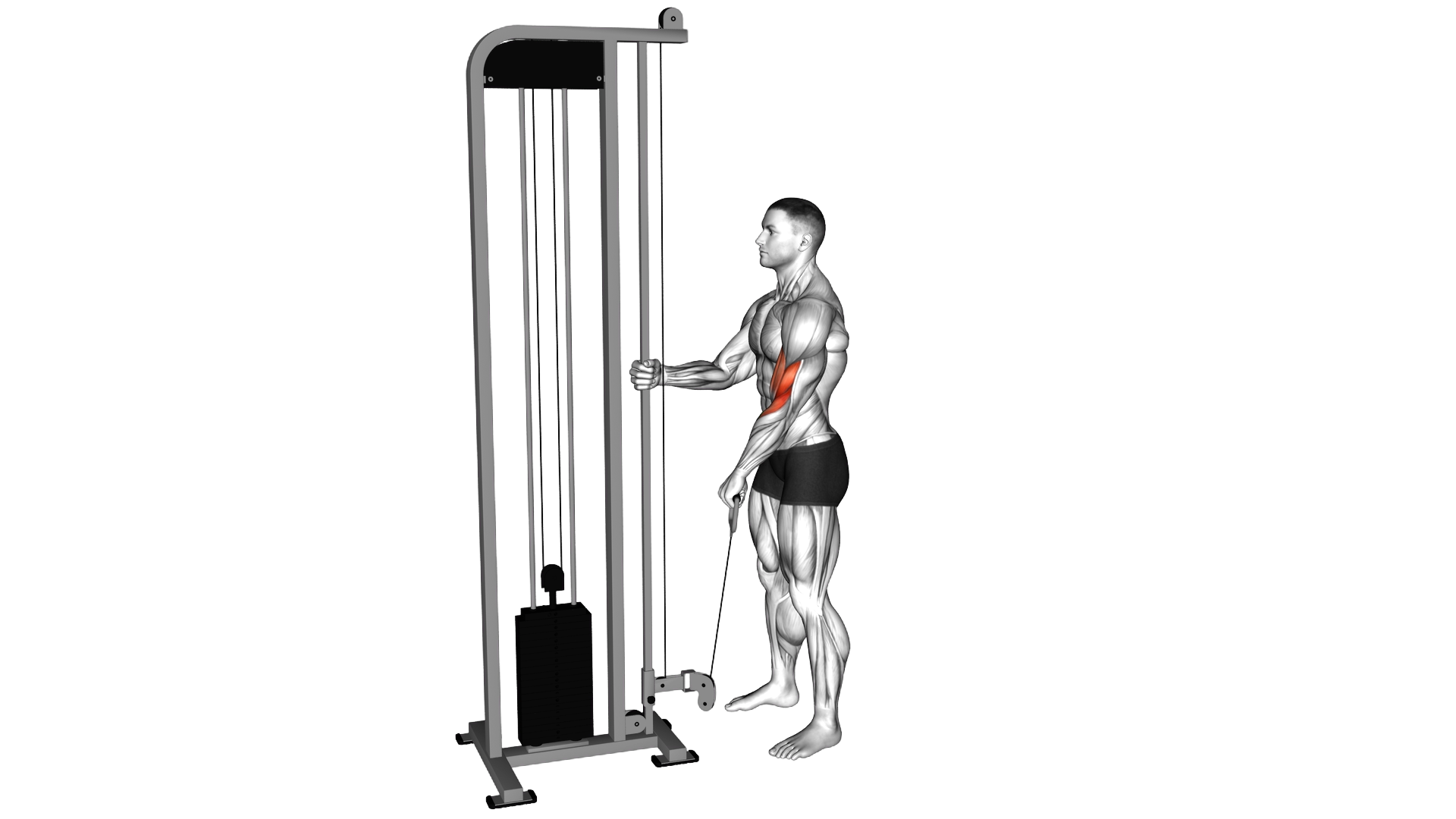 Cable Reverse One Arm Curl exercise demonstration