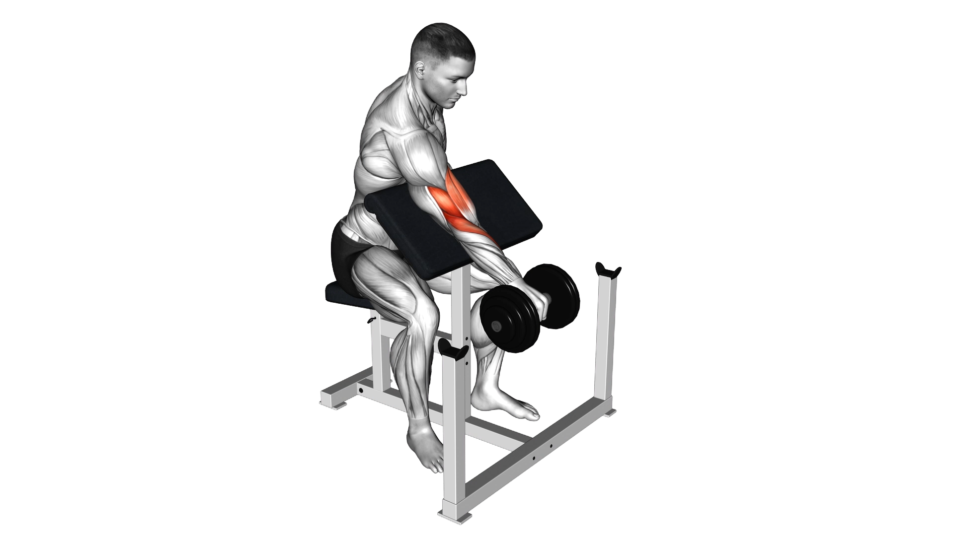 Dumbbell One Arm Reverse Preacher Curl exercise demonstration