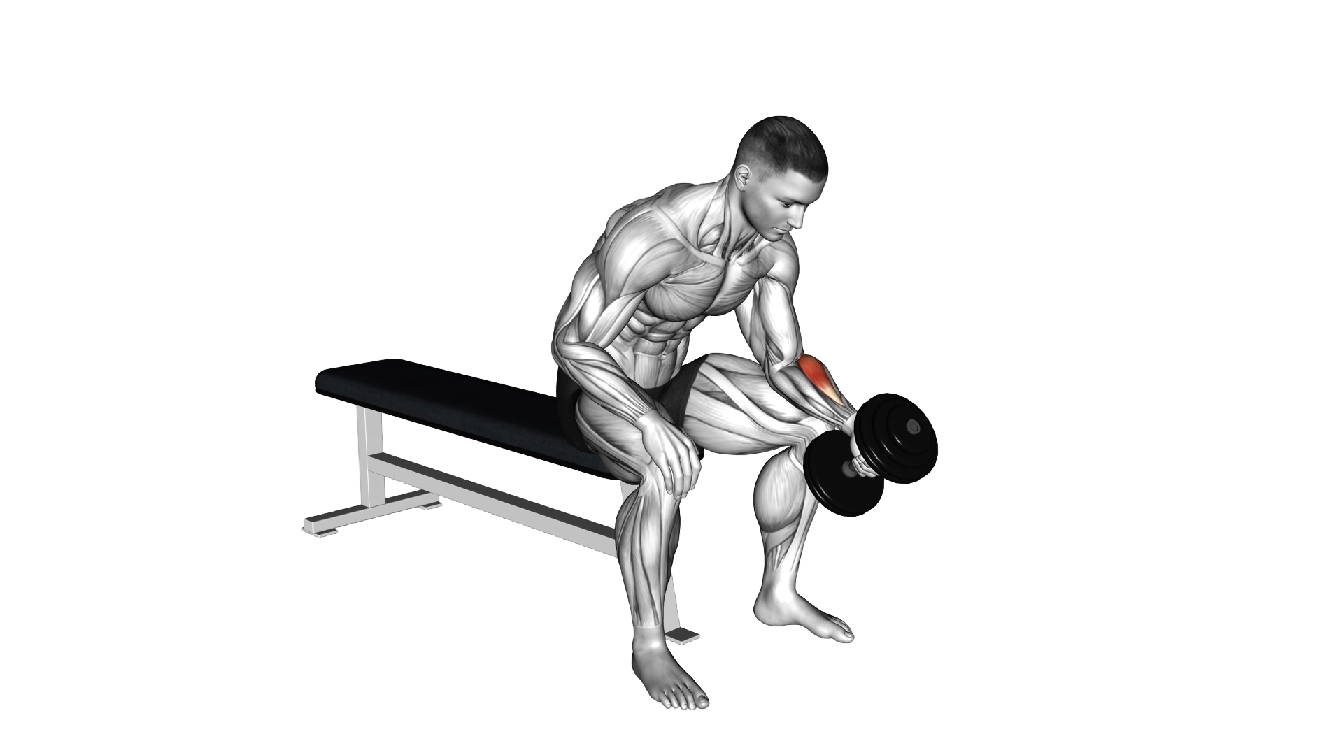 Dumbbell One Arm Seated Neutral Wrist Curl exercise demonstration