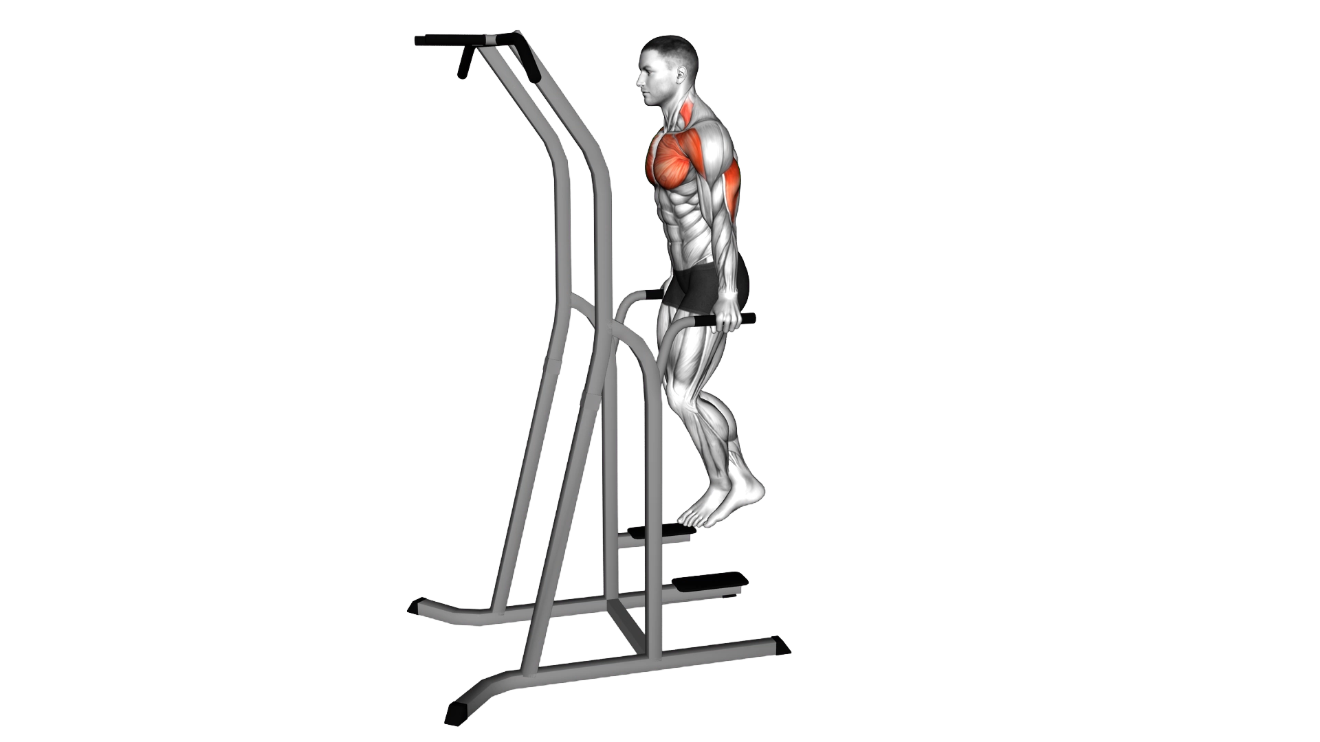 Chest Dip (on dip pull up cage) exercise demonstration