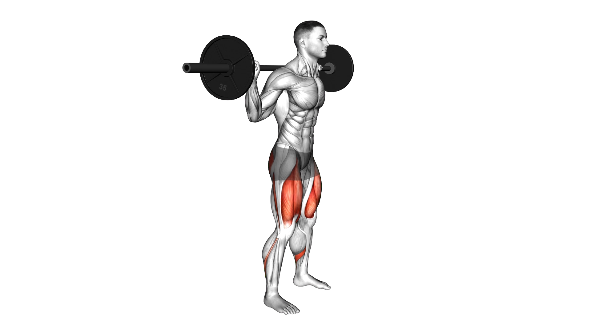 Barbell Low Bar Squat exercise demonstration