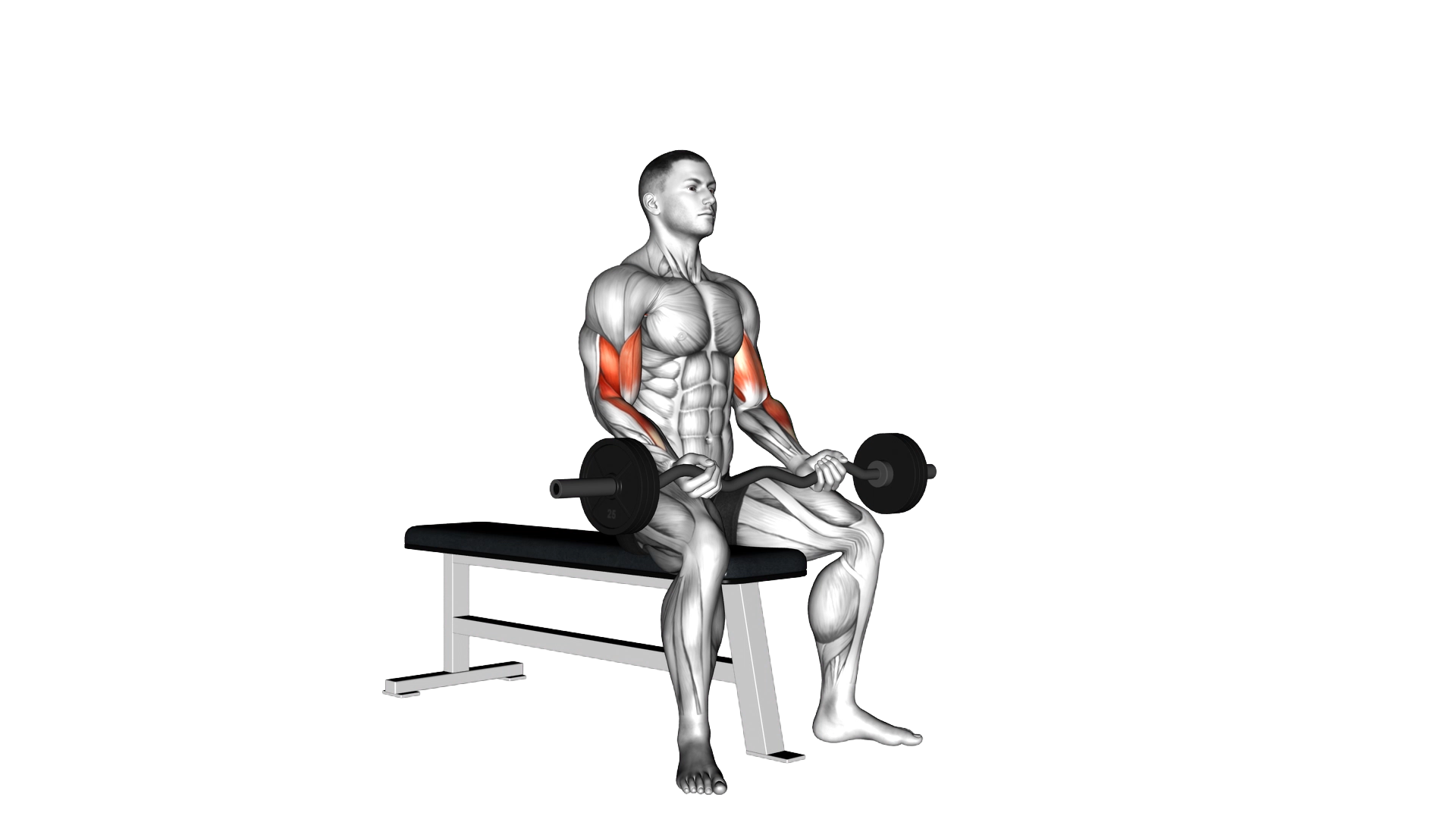 EZ Barbell Seated Curls exercise demonstration