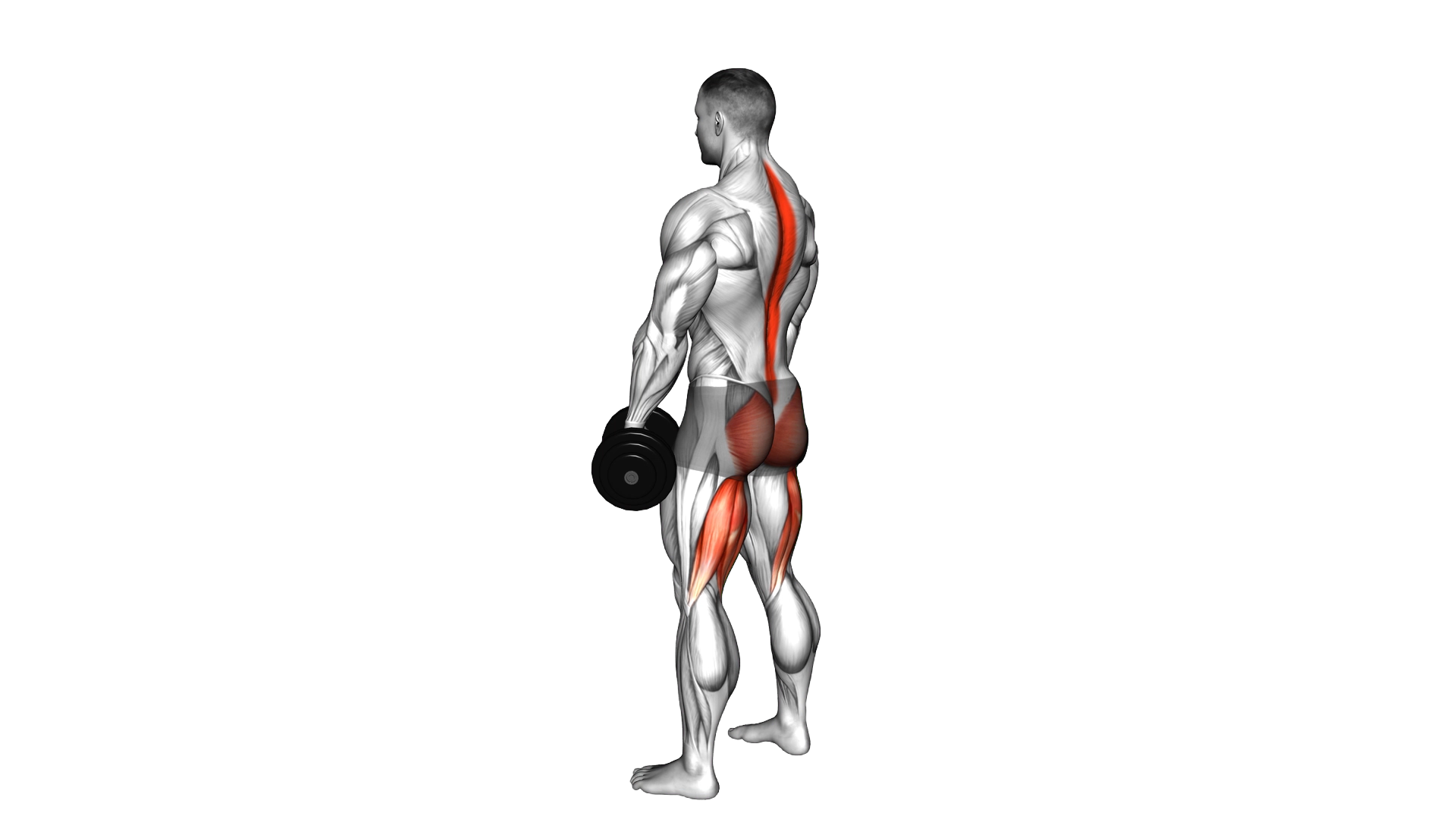 Dumbbell Romanian Deadlift exercise demonstration