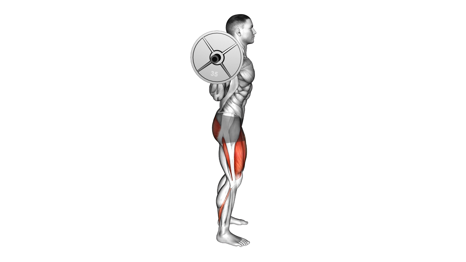 Barbell Full Squat exercise demonstration